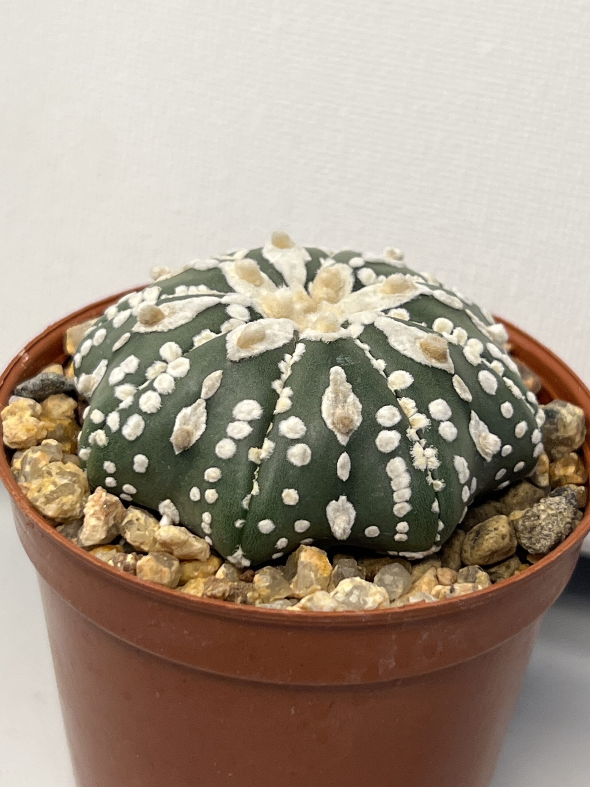 Astrophytum asterias cv. Super Kabuto (Hakujo) - Imagen 3