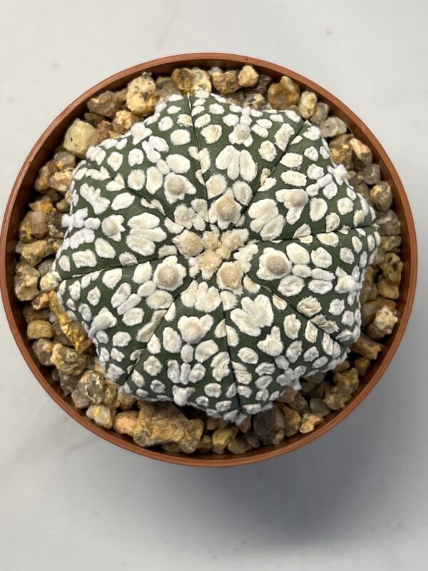 Astrophytum asterias cv. Super Kabuto