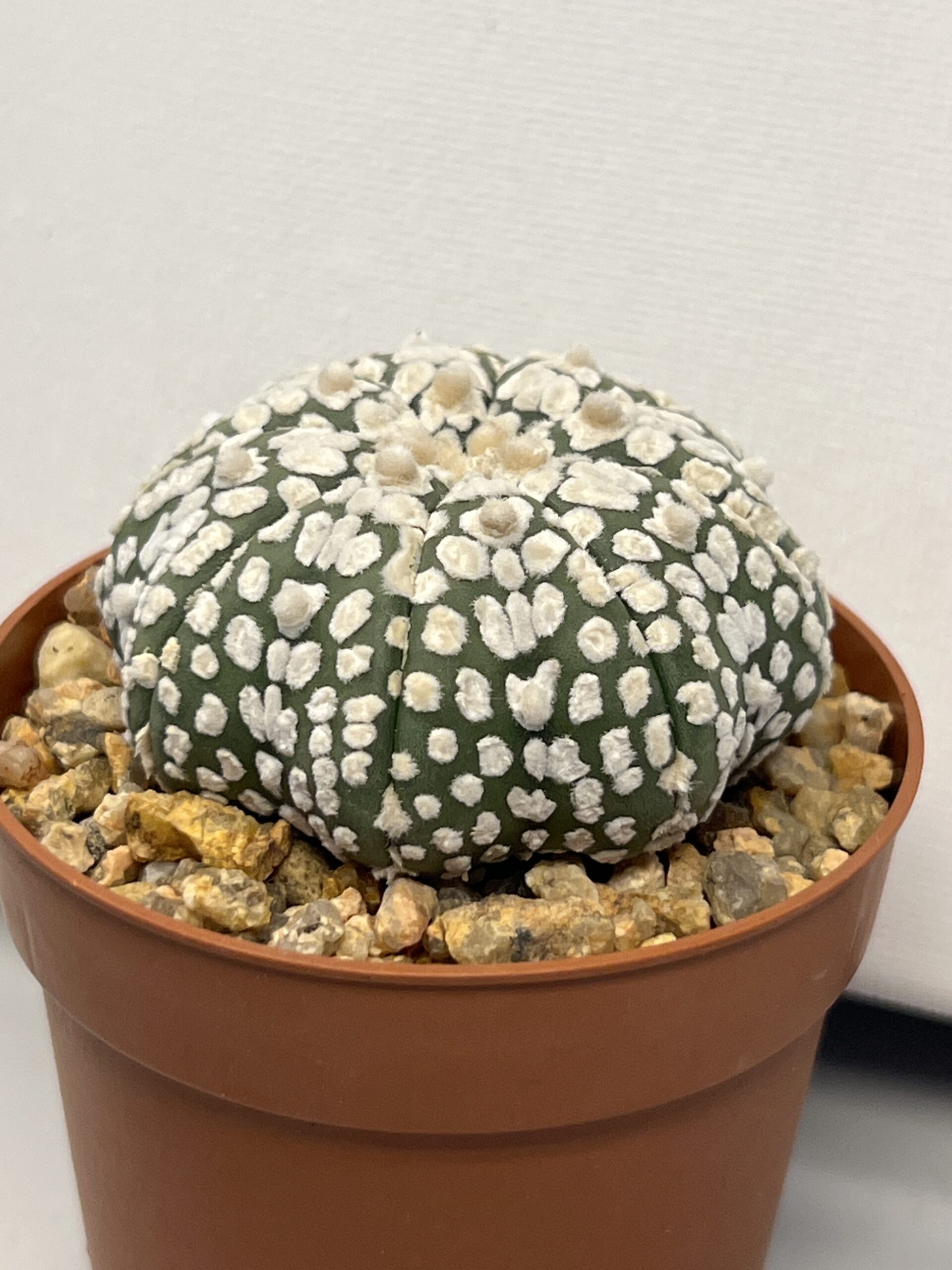 Astrophytum asterias cv. Super Kabuto - Imagen 2