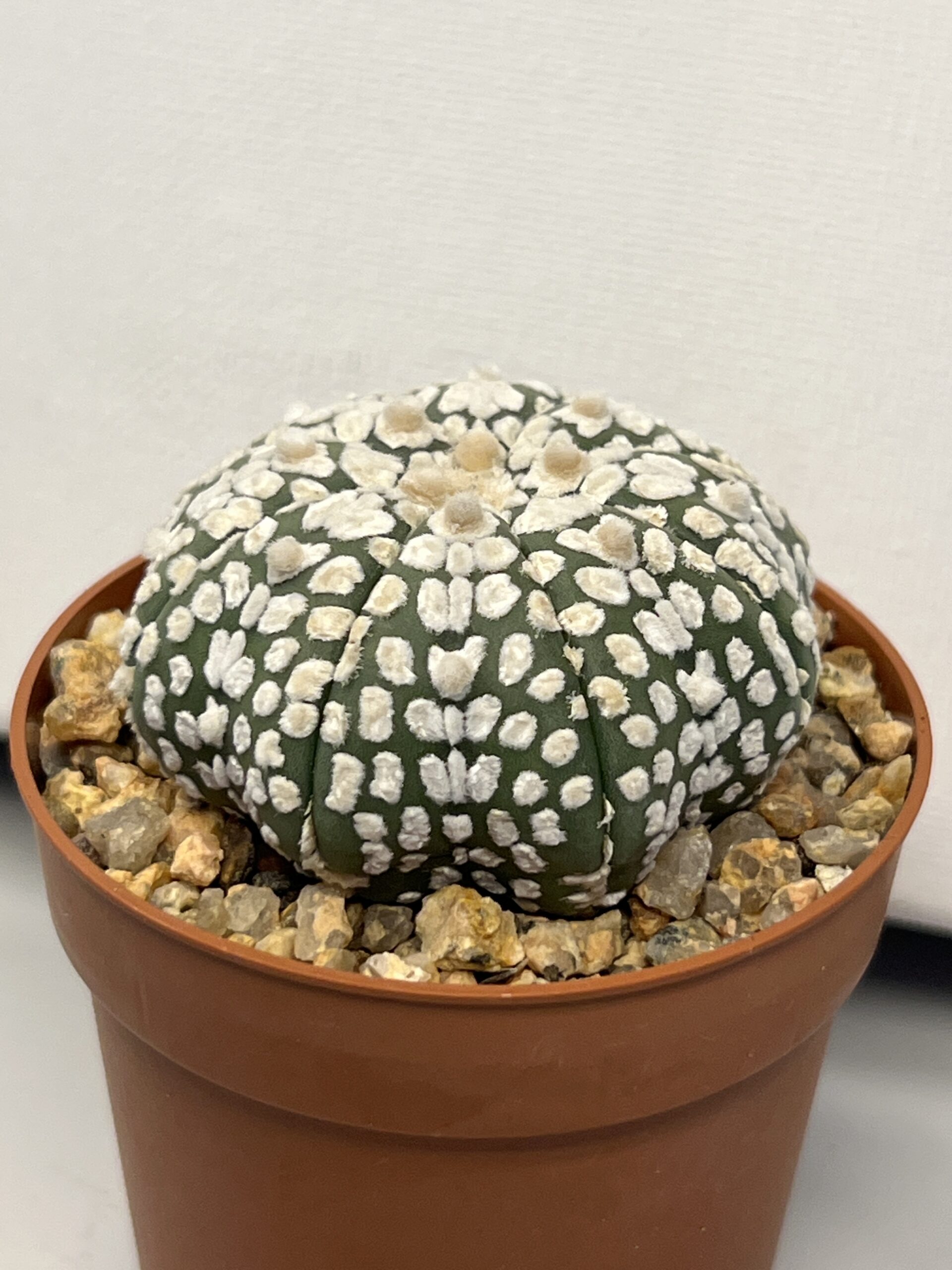 Astrophytum asterias cv. Super Kabuto - Imagen 3