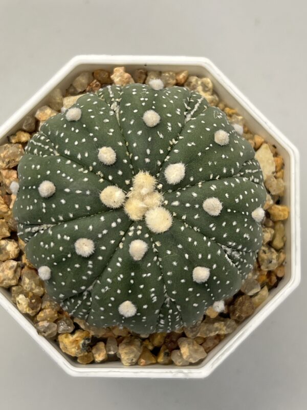 Astrophytum asterias cv. Fukuryu