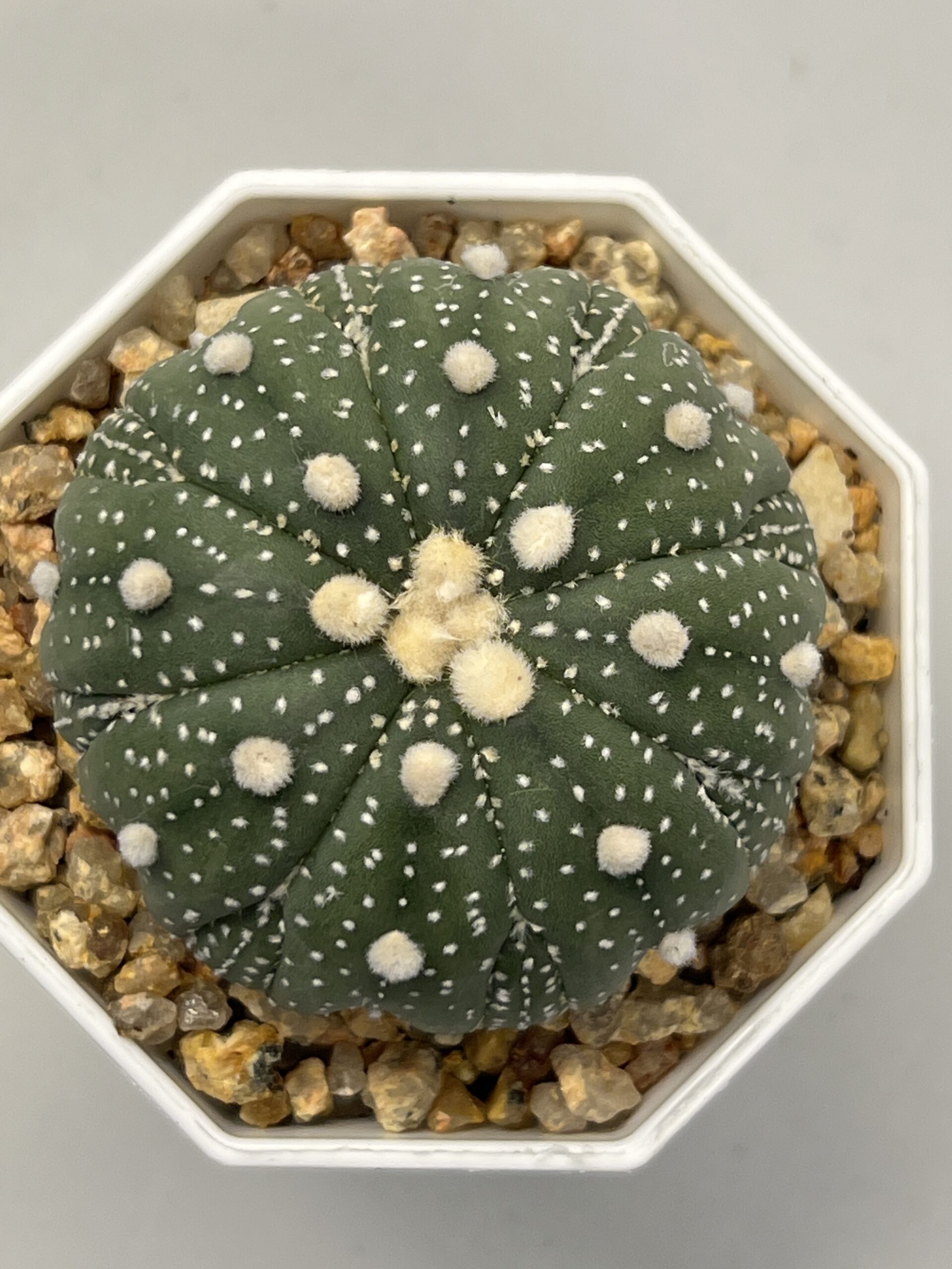 Astrophytum asterias cv. Fukuryu
