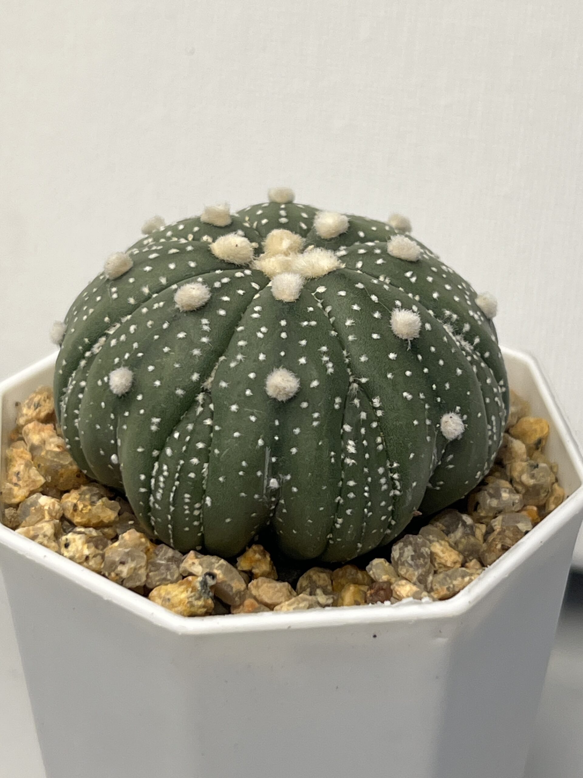 Astrophytum asterias cv. Fukuryu - Imagen 2