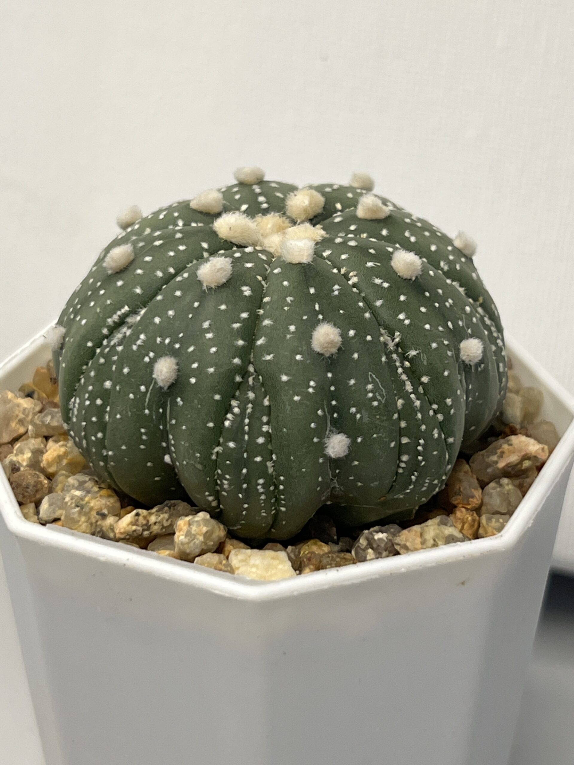 Astrophytum asterias cv. Fukuryu - Imagen 3