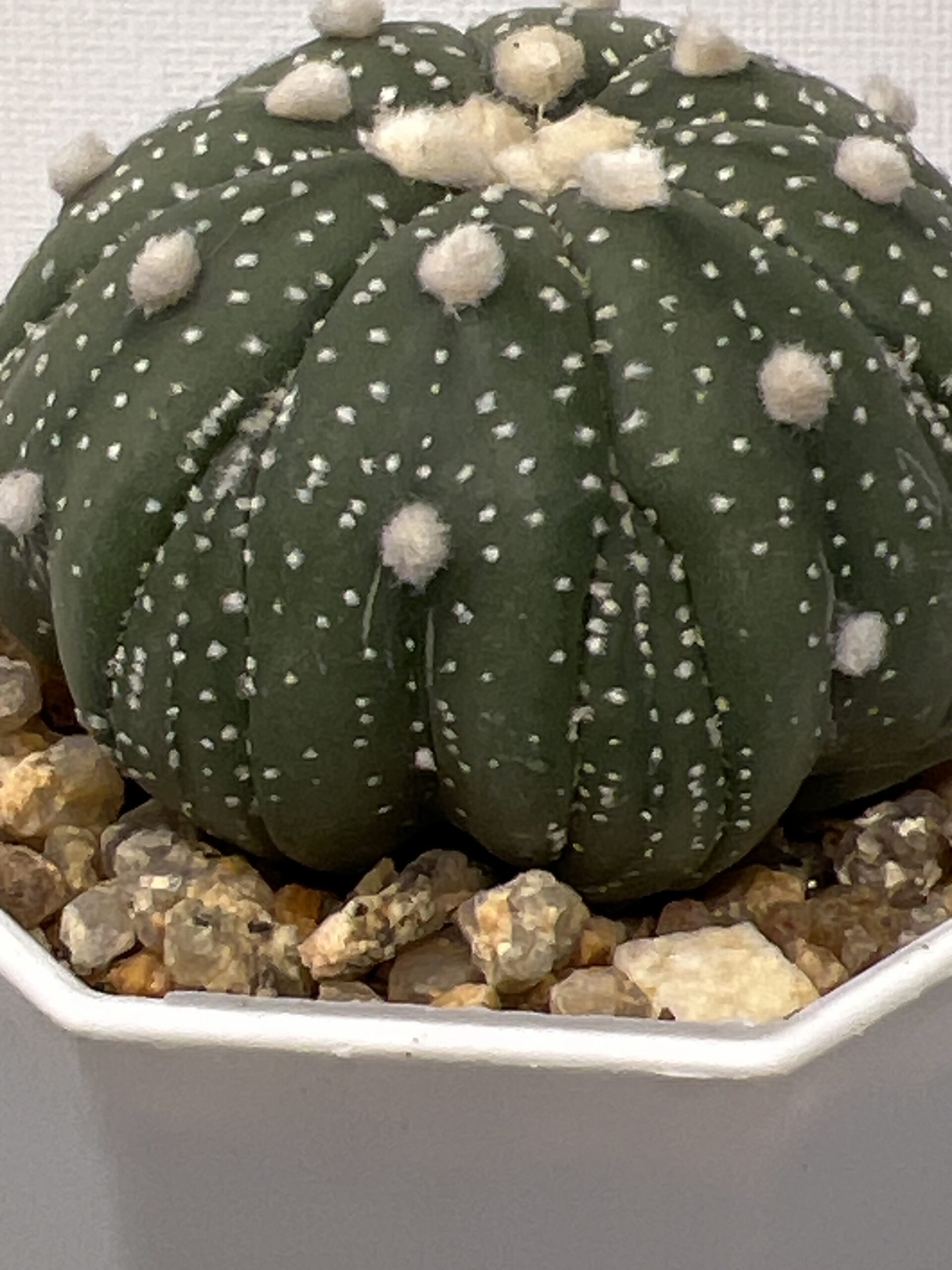 Astrophytum asterias cv. Fukuryu - Imagen 4