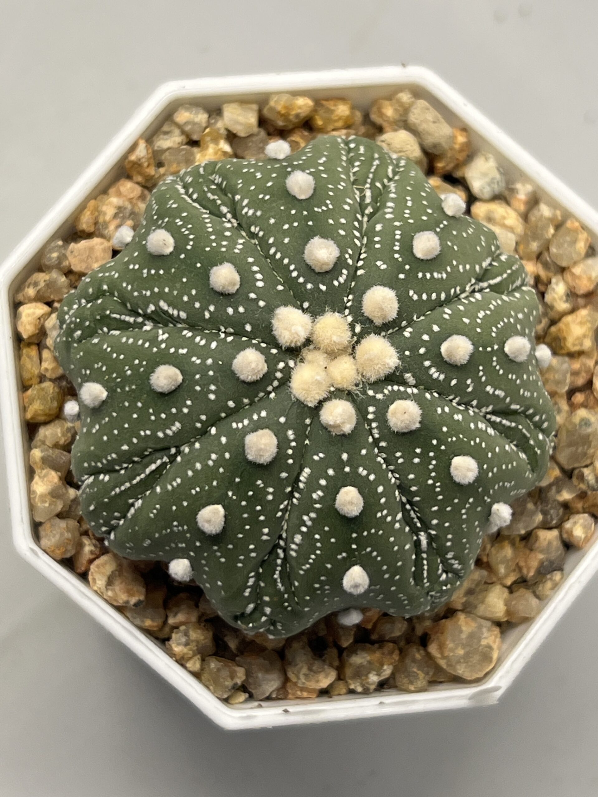 Astrophytum asterias cv. Fukuryu