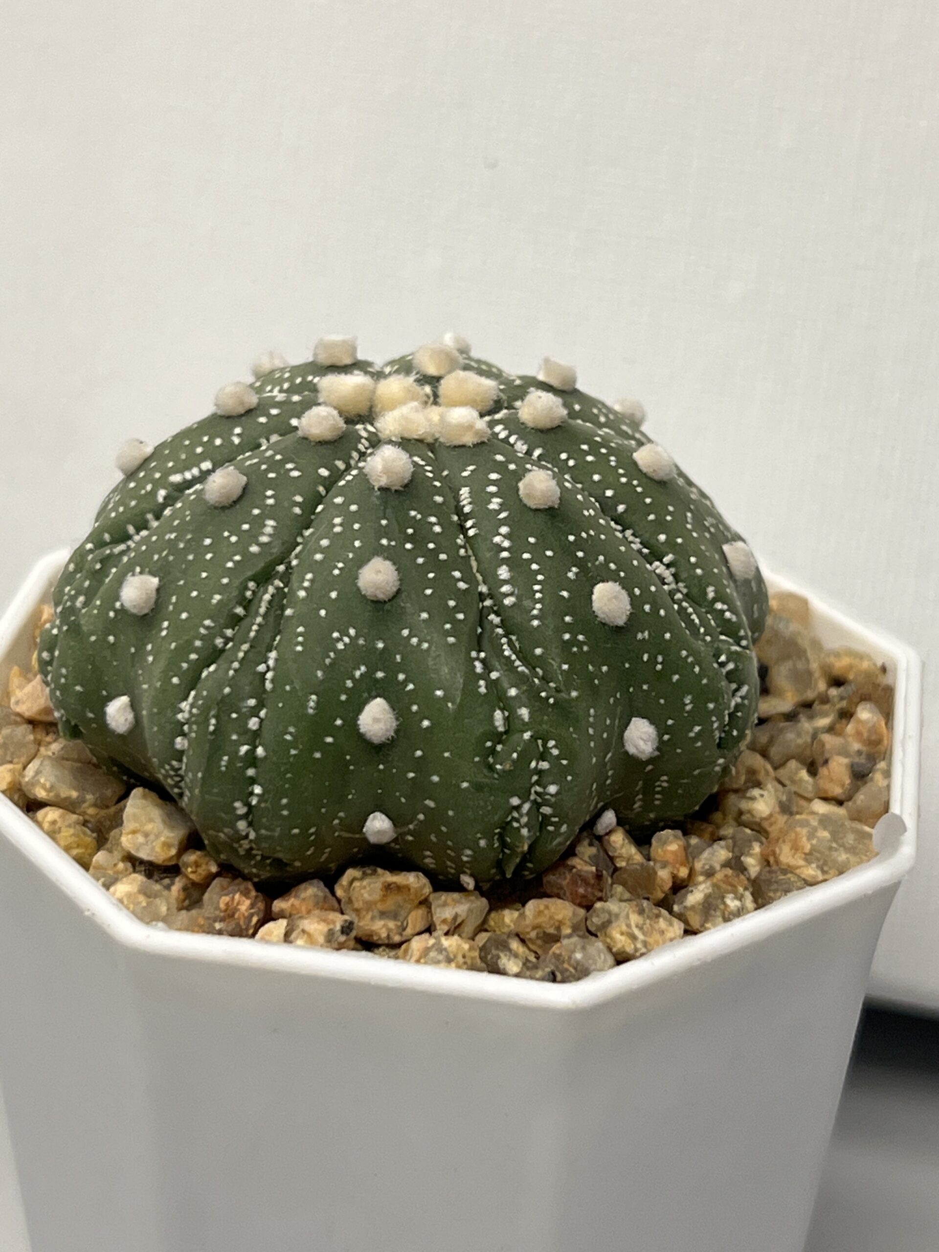 Astrophytum asterias cv. Fukuryu - Imagen 2