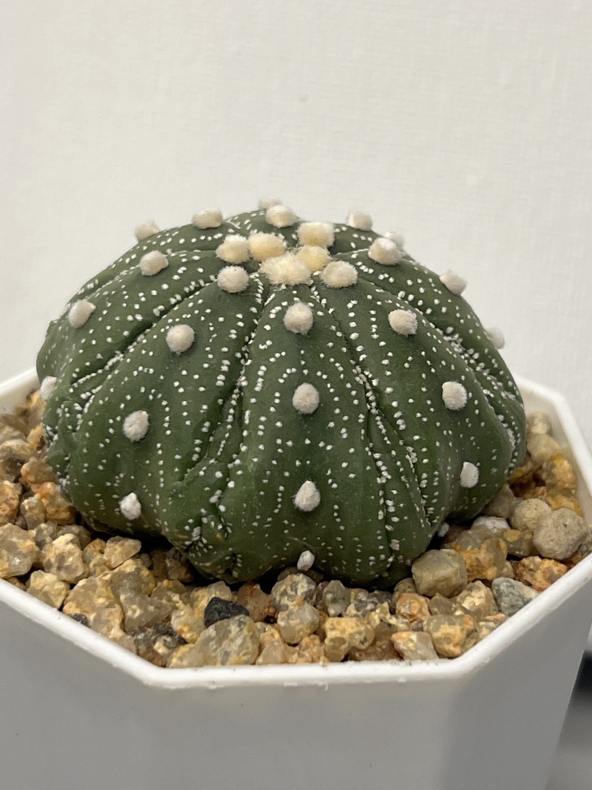 Astrophytum asterias cv. Fukuryu - Imagen 3
