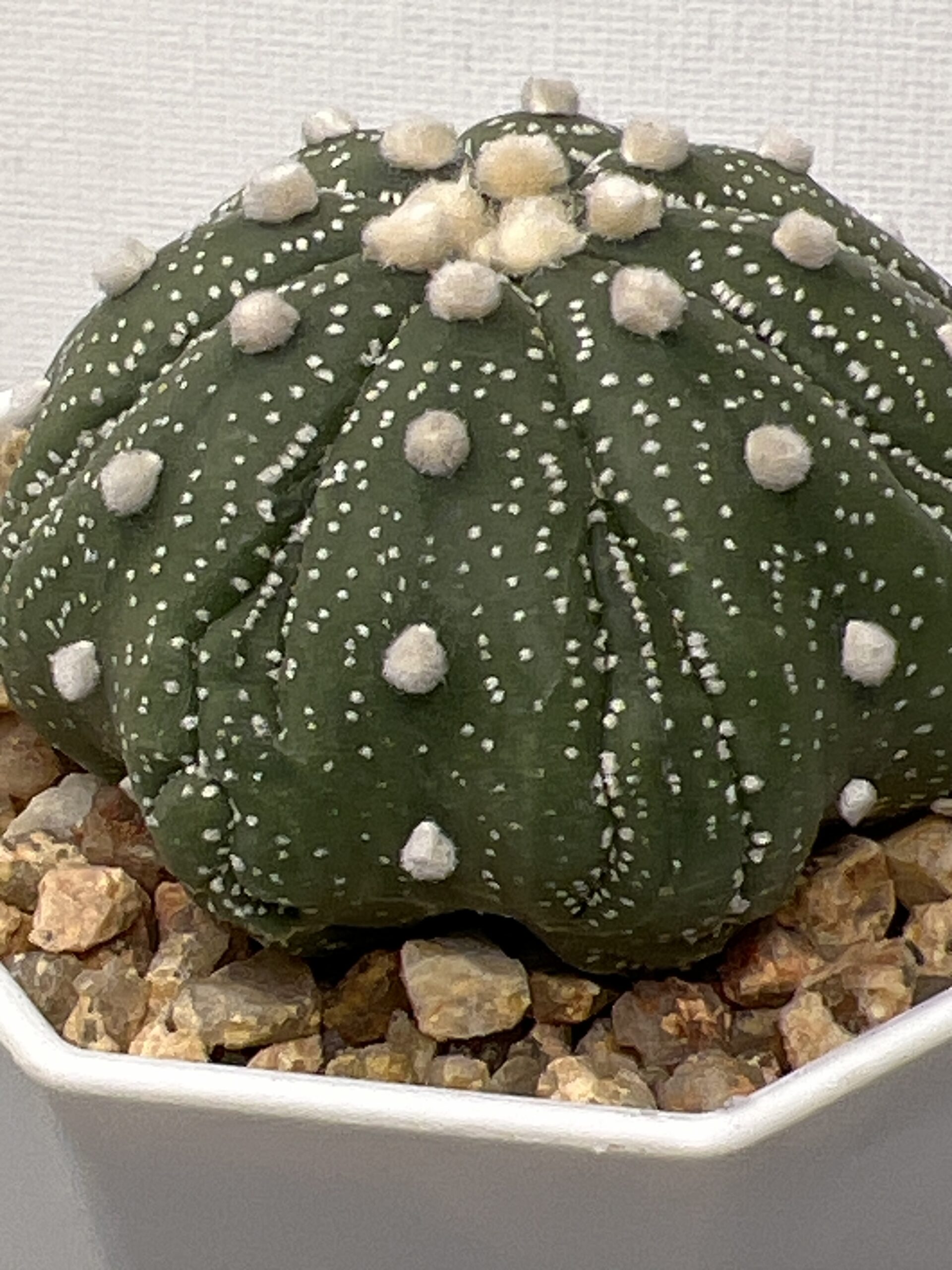 Astrophytum asterias cv. Fukuryu - Imagen 4