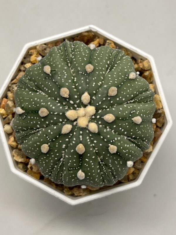 Astrophytum asterias cv. Fukuryu