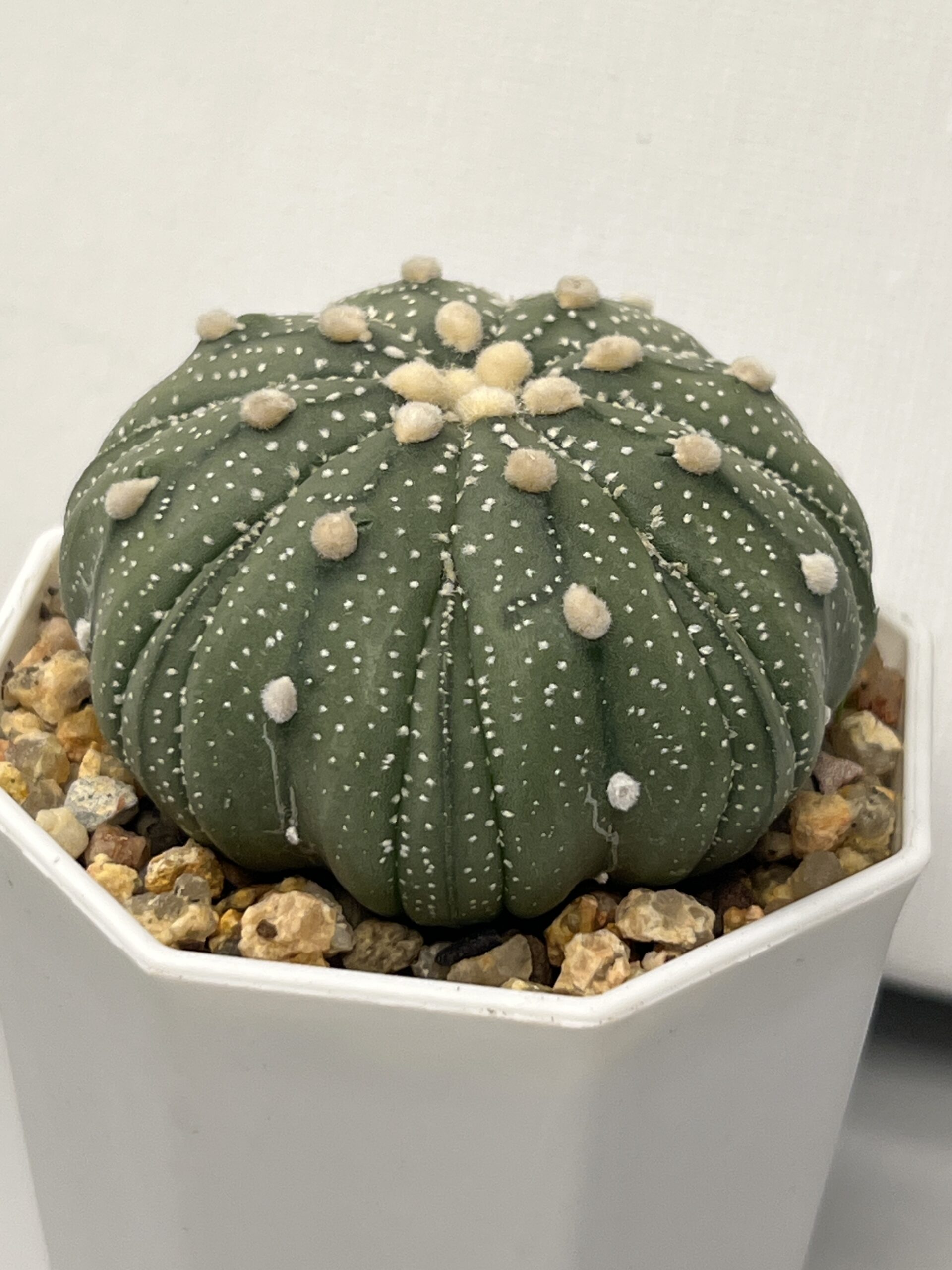 Astrophytum asterias cv. Fukuryu - Imagen 2