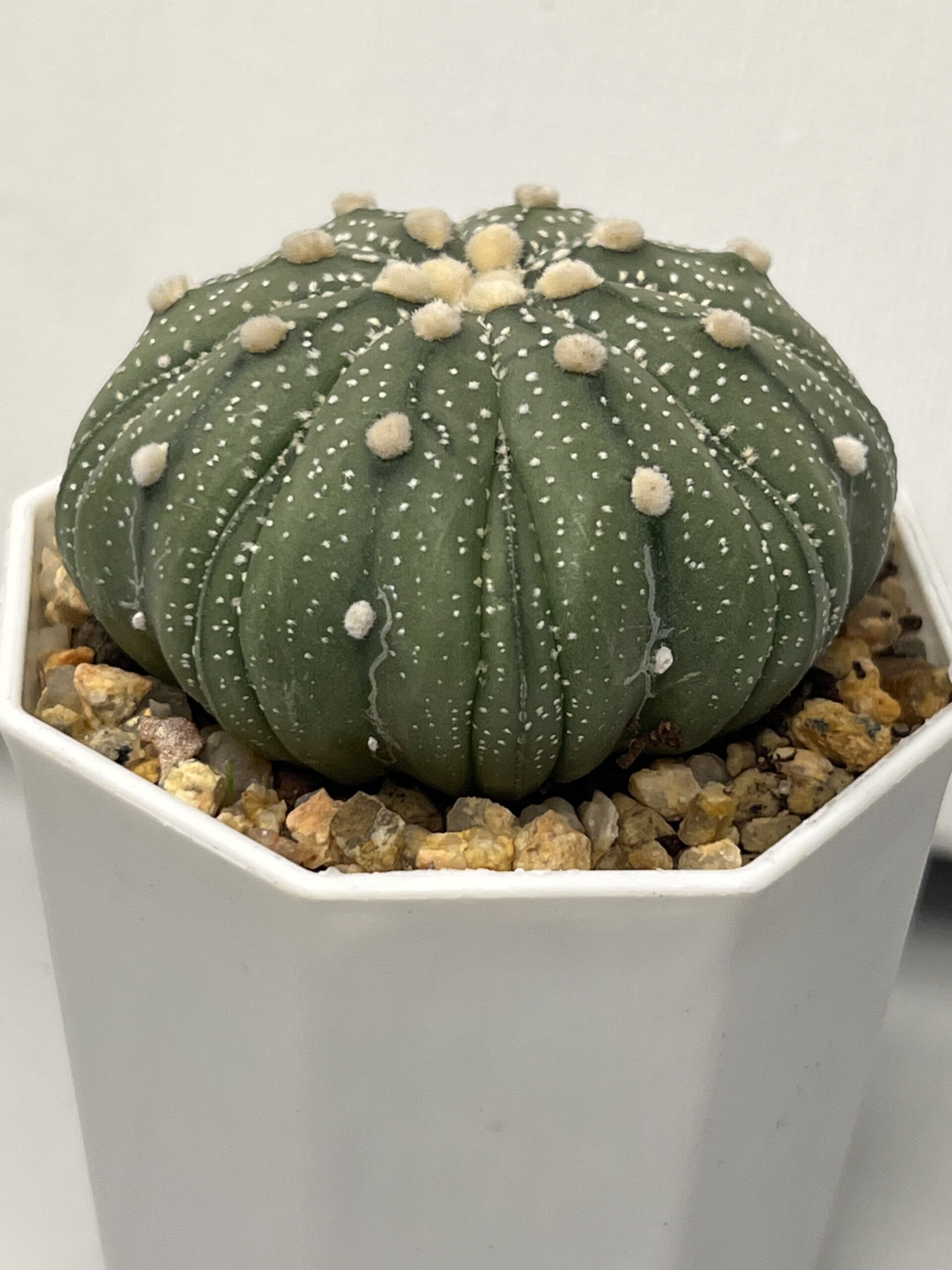 Astrophytum asterias cv. Fukuryu - Imagen 3