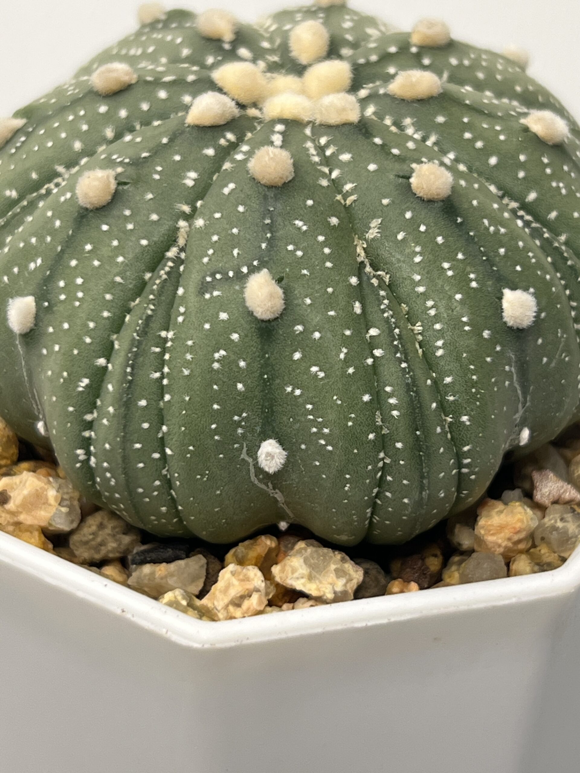 Astrophytum asterias cv. Fukuryu - Imagen 4