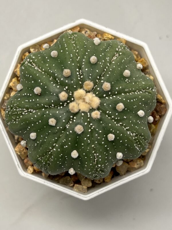 Astrophytum asterias cv. Fukuryu (Star Shape)