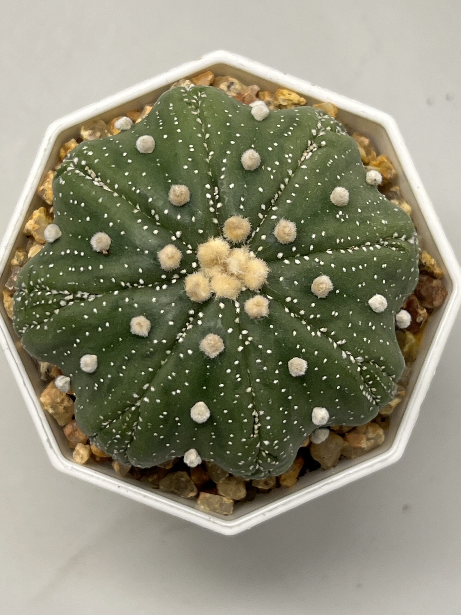 Astrophytum asterias cv. Fukuryu (Star Shape)
