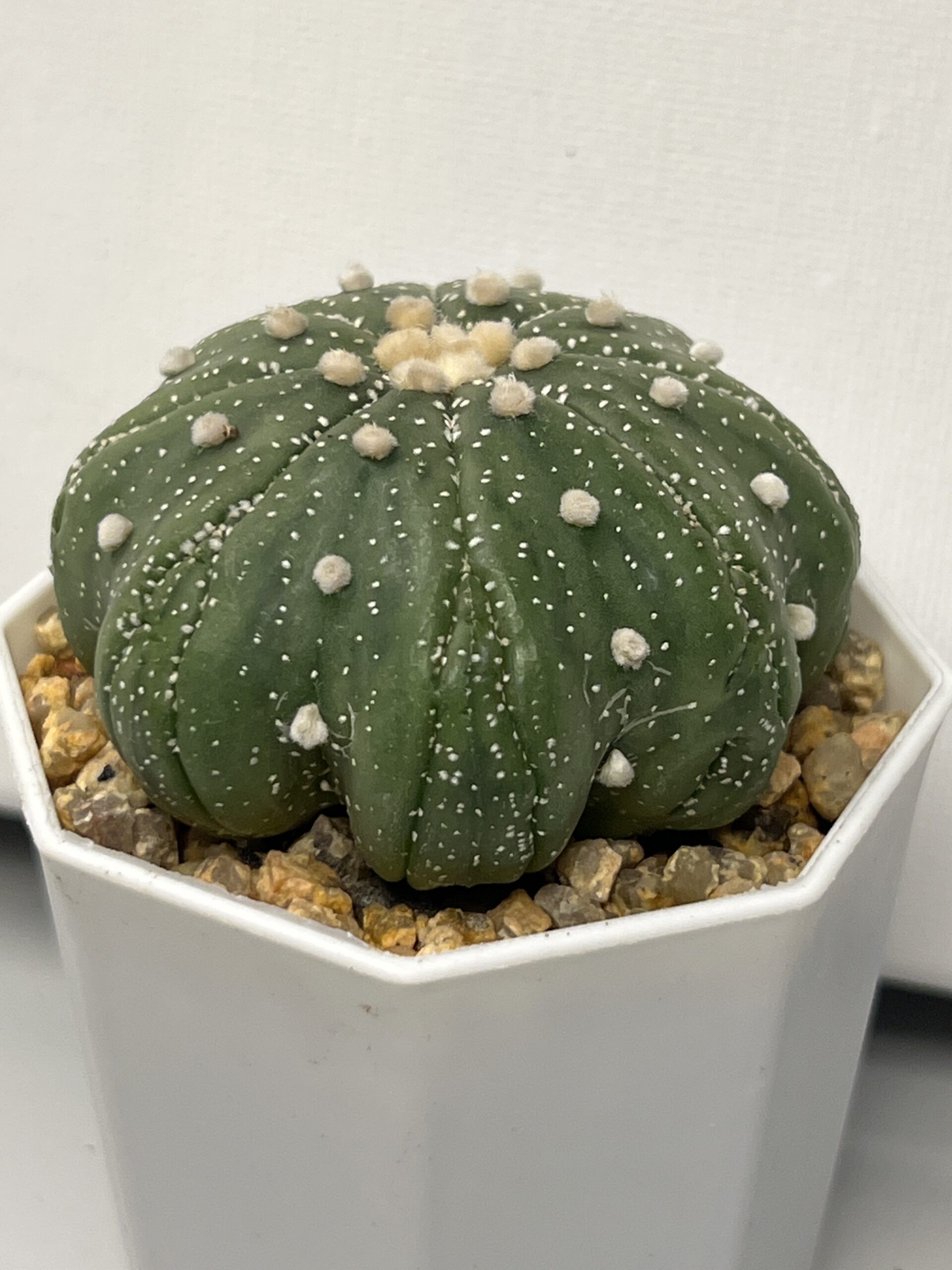 Astrophytum asterias cv. Fukuryu (Star Shape) - Imagen 2