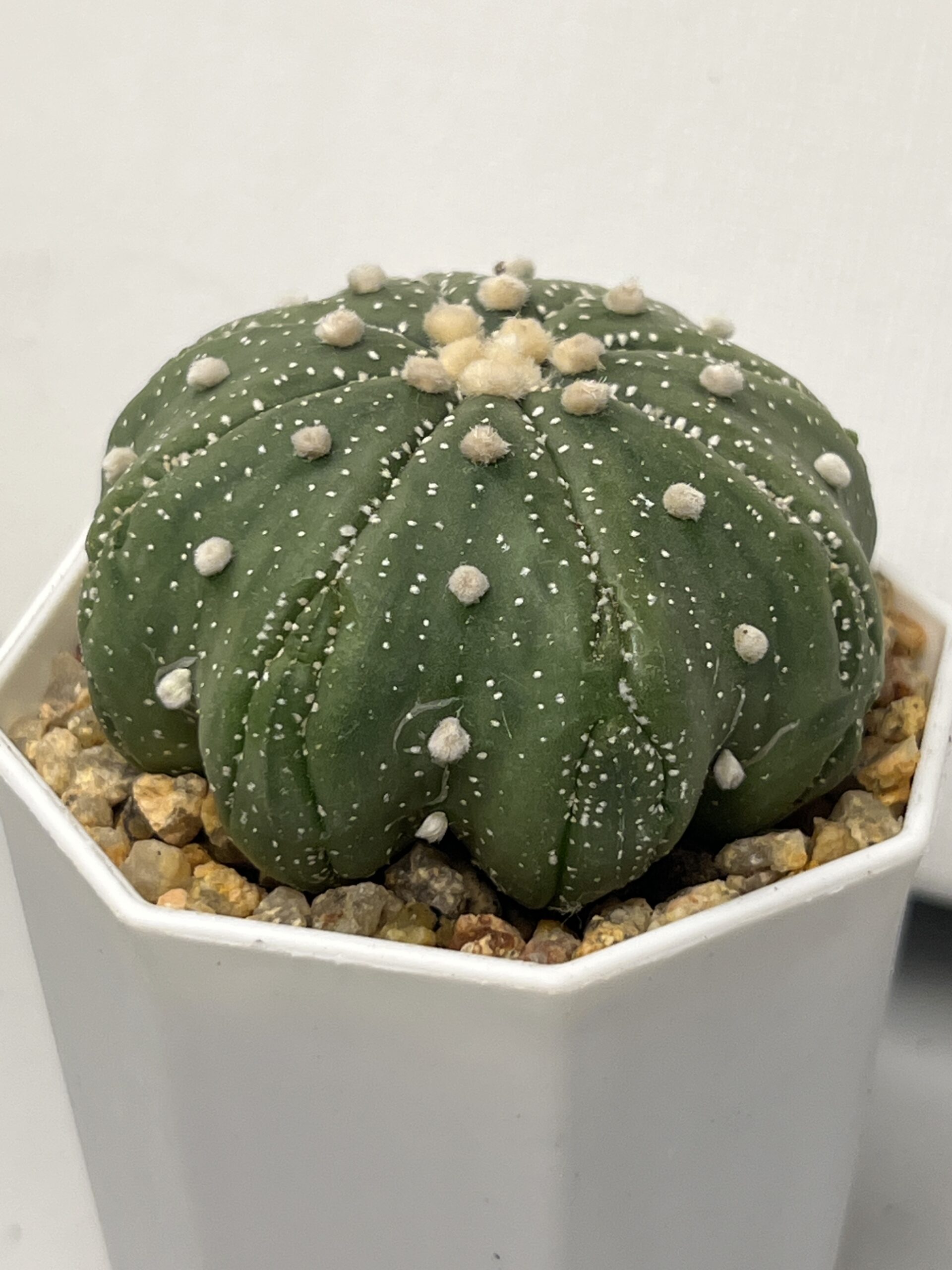 Astrophytum asterias cv. Fukuryu (Star Shape) - Imagen 3