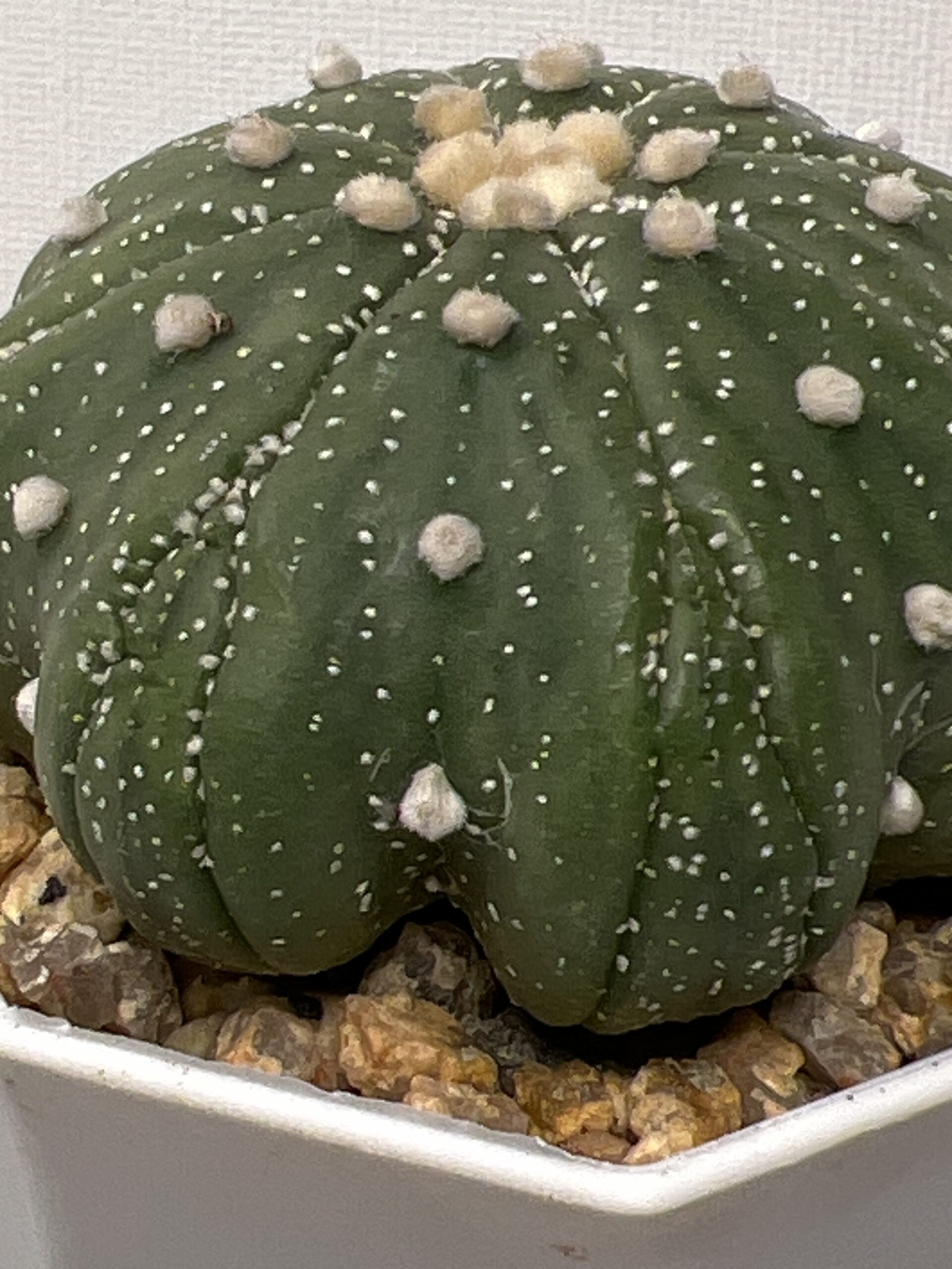 Astrophytum asterias cv. Fukuryu (Star Shape) - Imagen 4