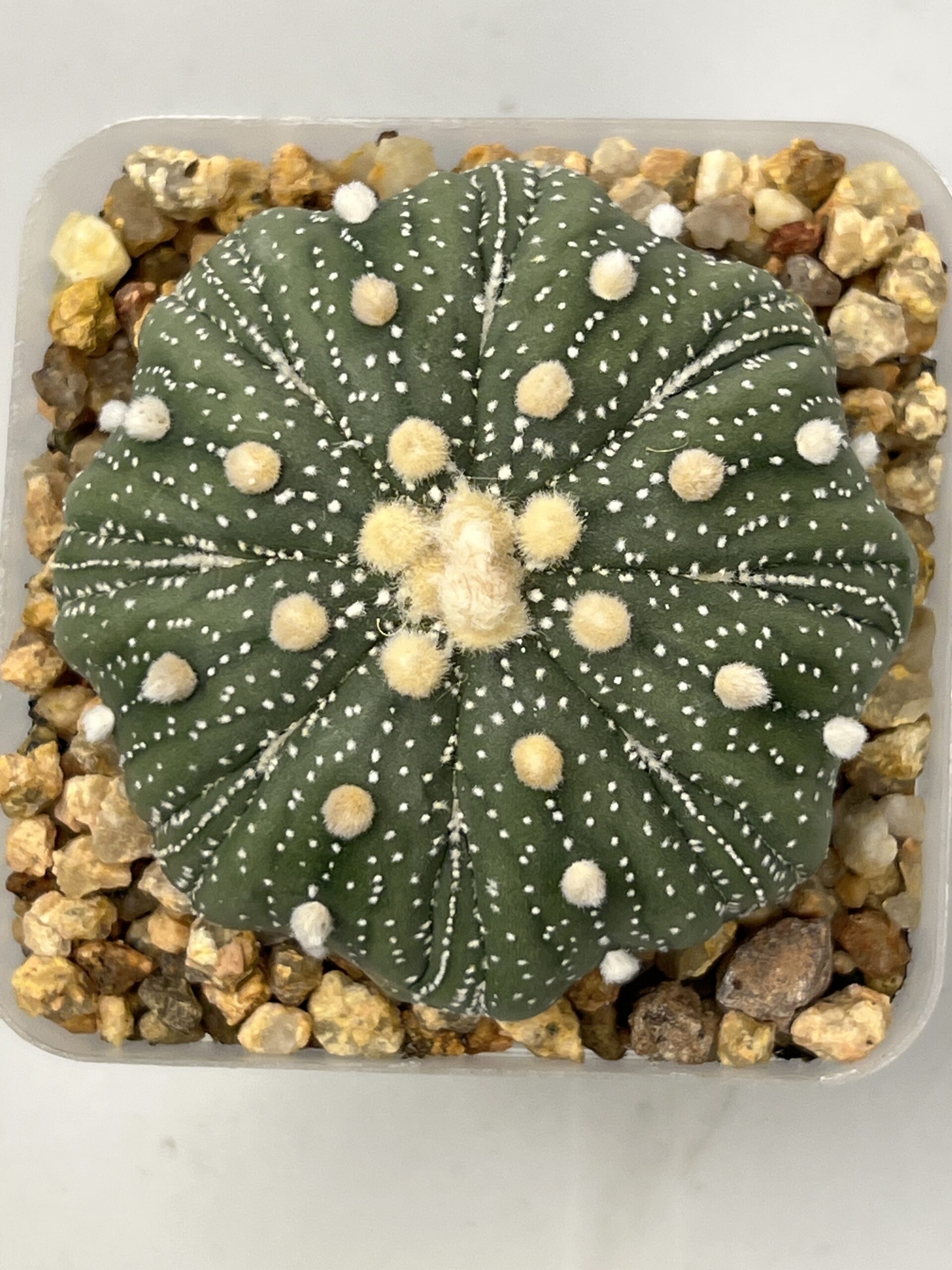 Astrophytum asterias cv. Fukuryu