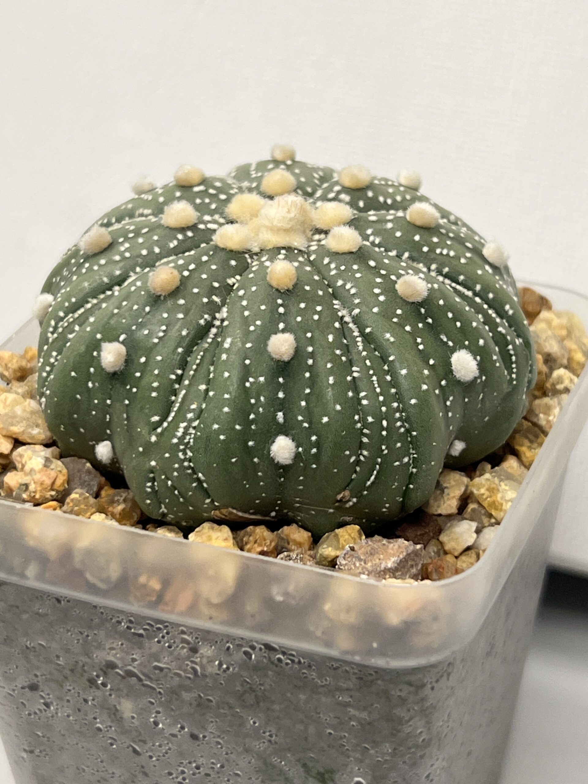Astrophytum asterias cv. Fukuryu - Imagen 2