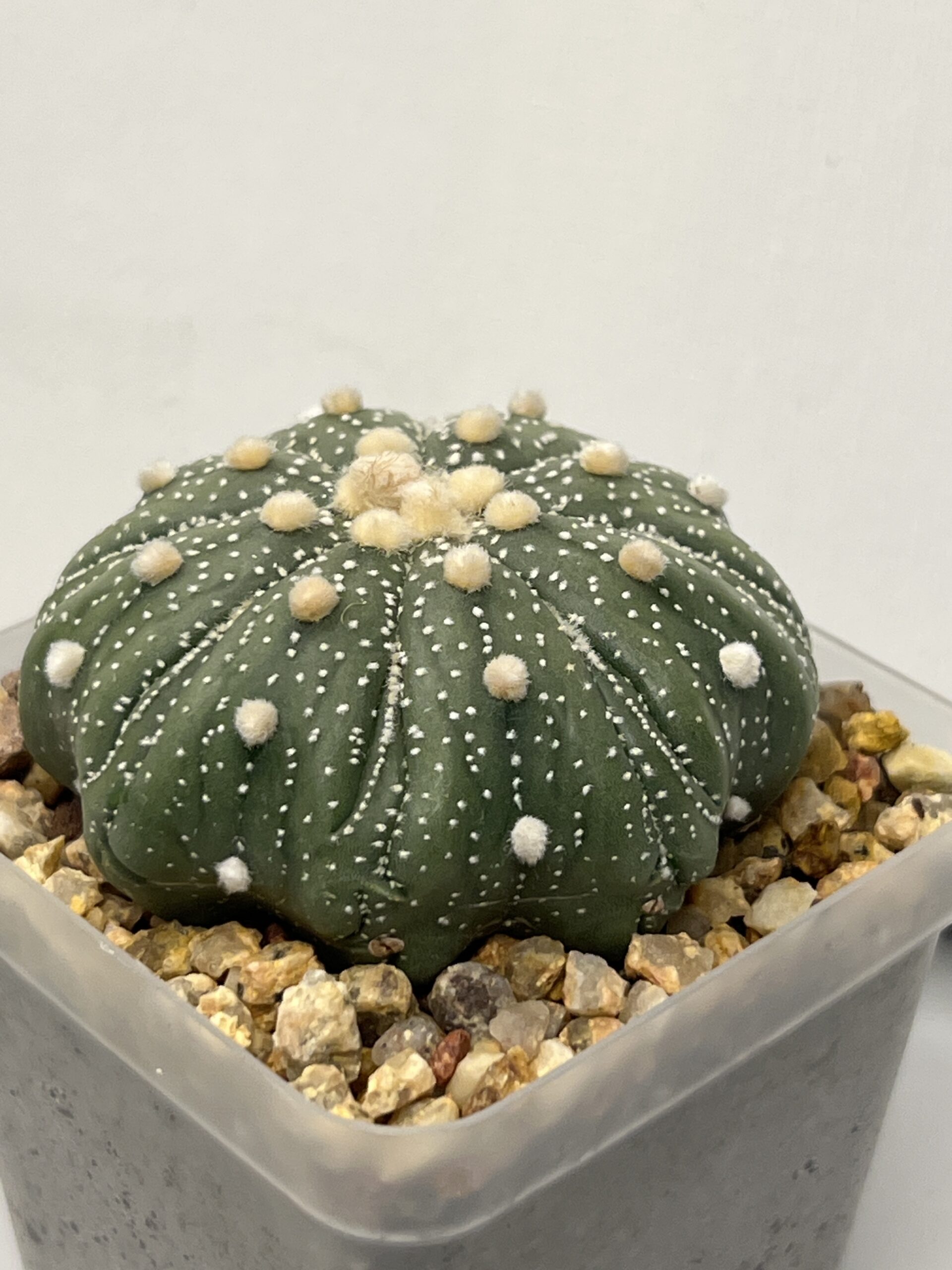 Astrophytum asterias cv. Fukuryu - Imagen 3