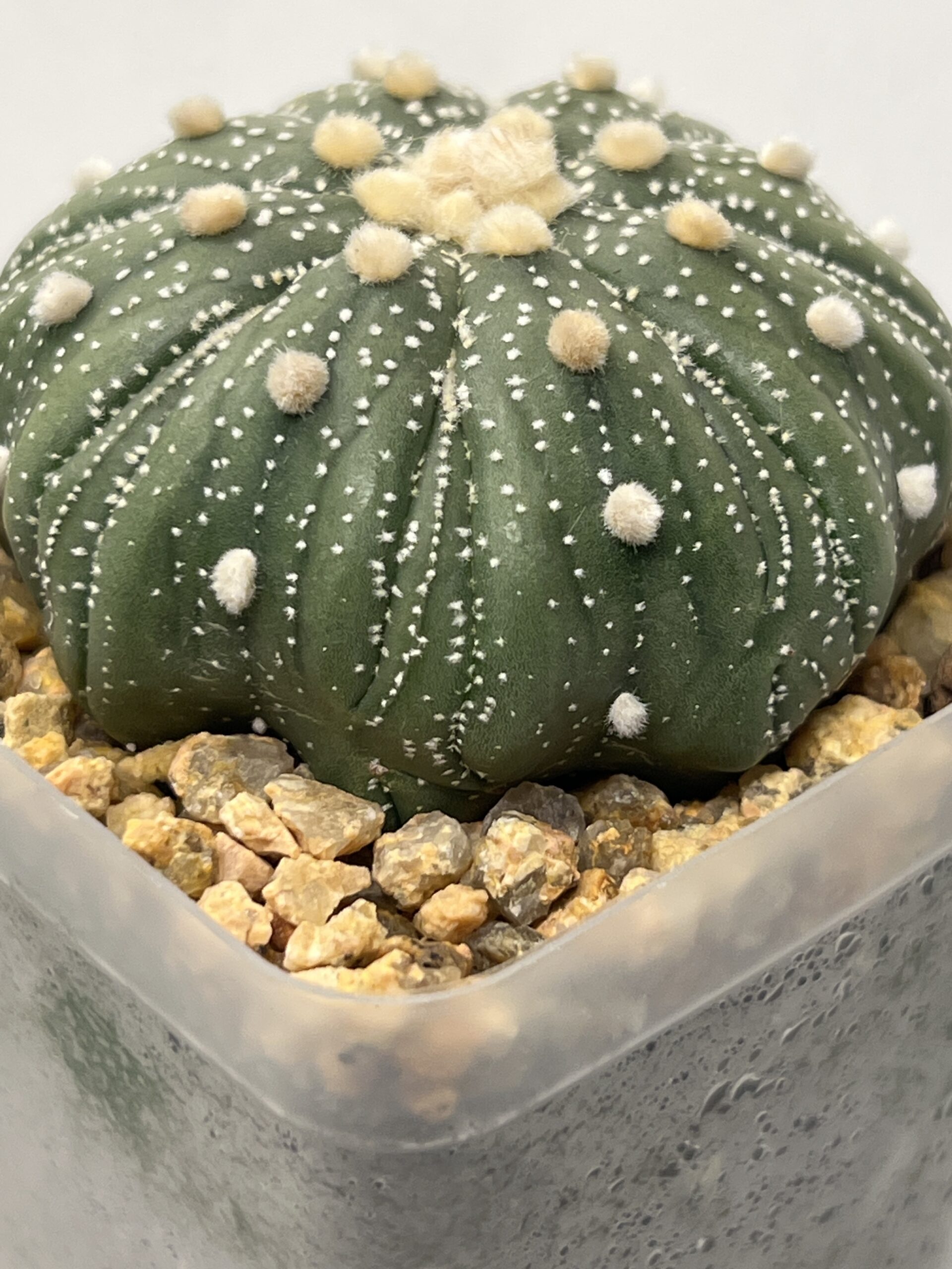 Astrophytum asterias cv. Fukuryu - Imagen 4