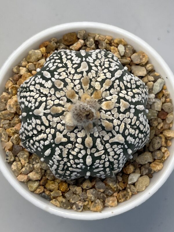 Astrophytum asterias cv. Super Kabuto