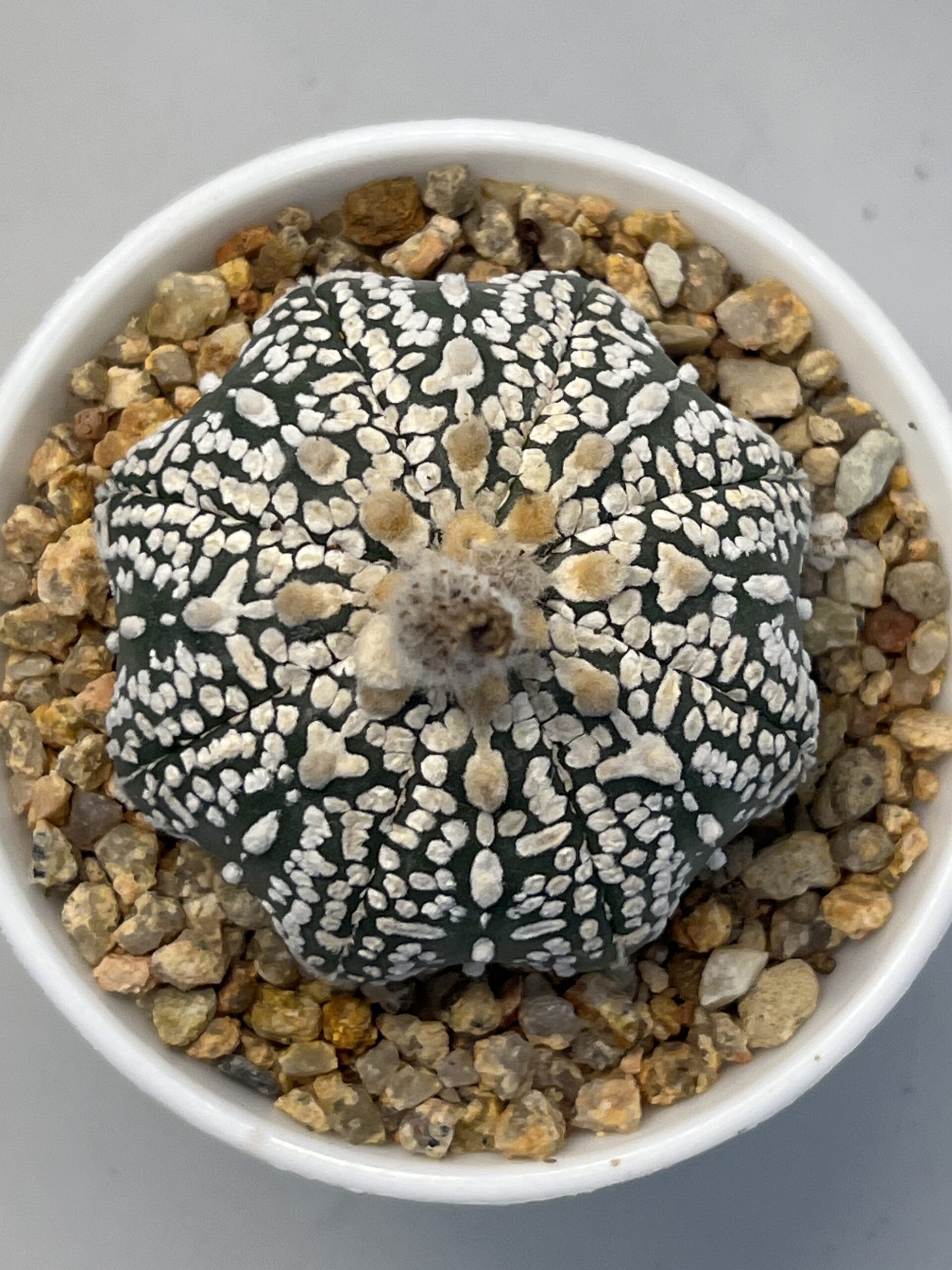 Astrophytum asterias cv. Super Kabuto