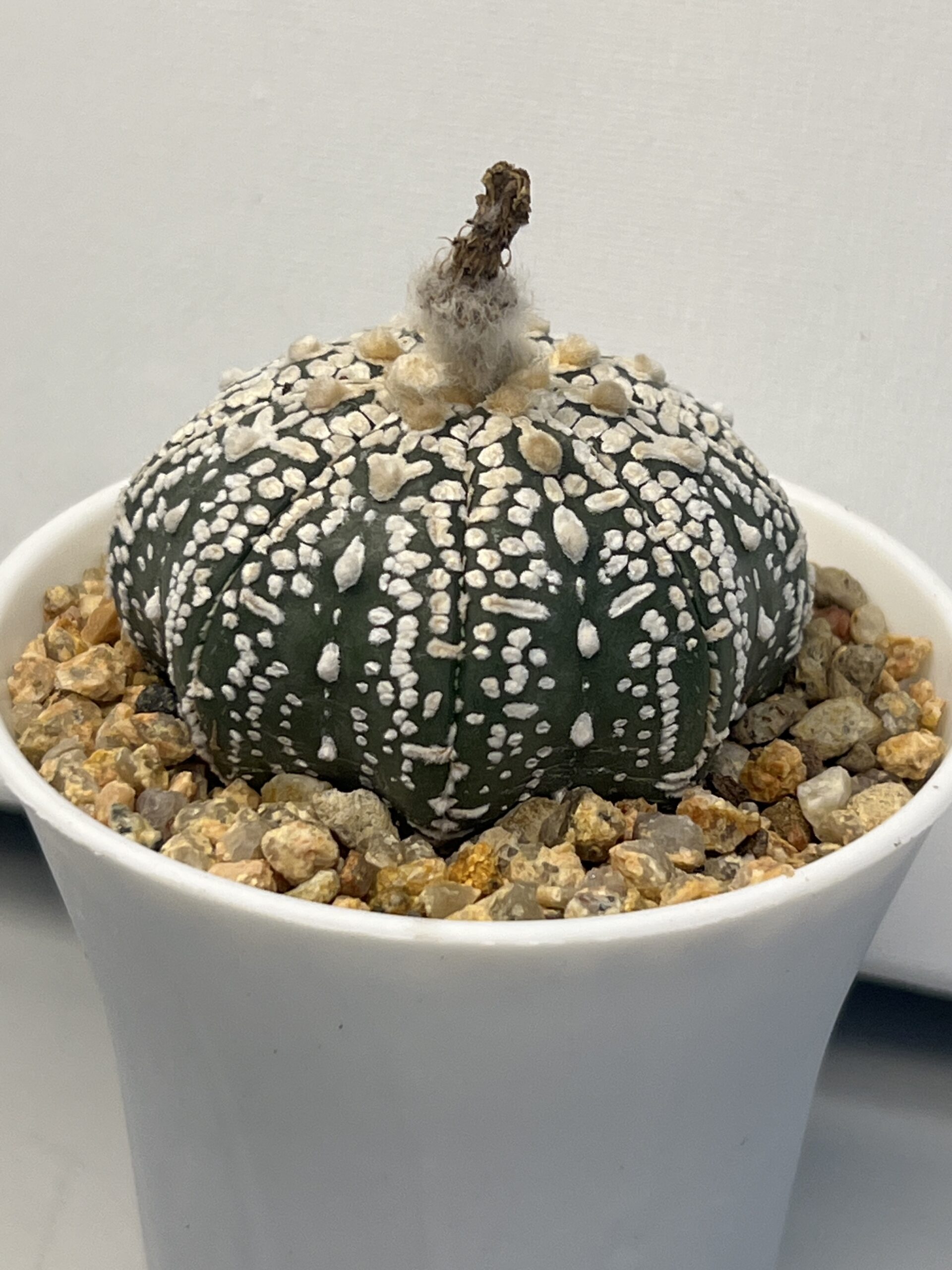 Astrophytum asterias cv. Super Kabuto - Imagen 2