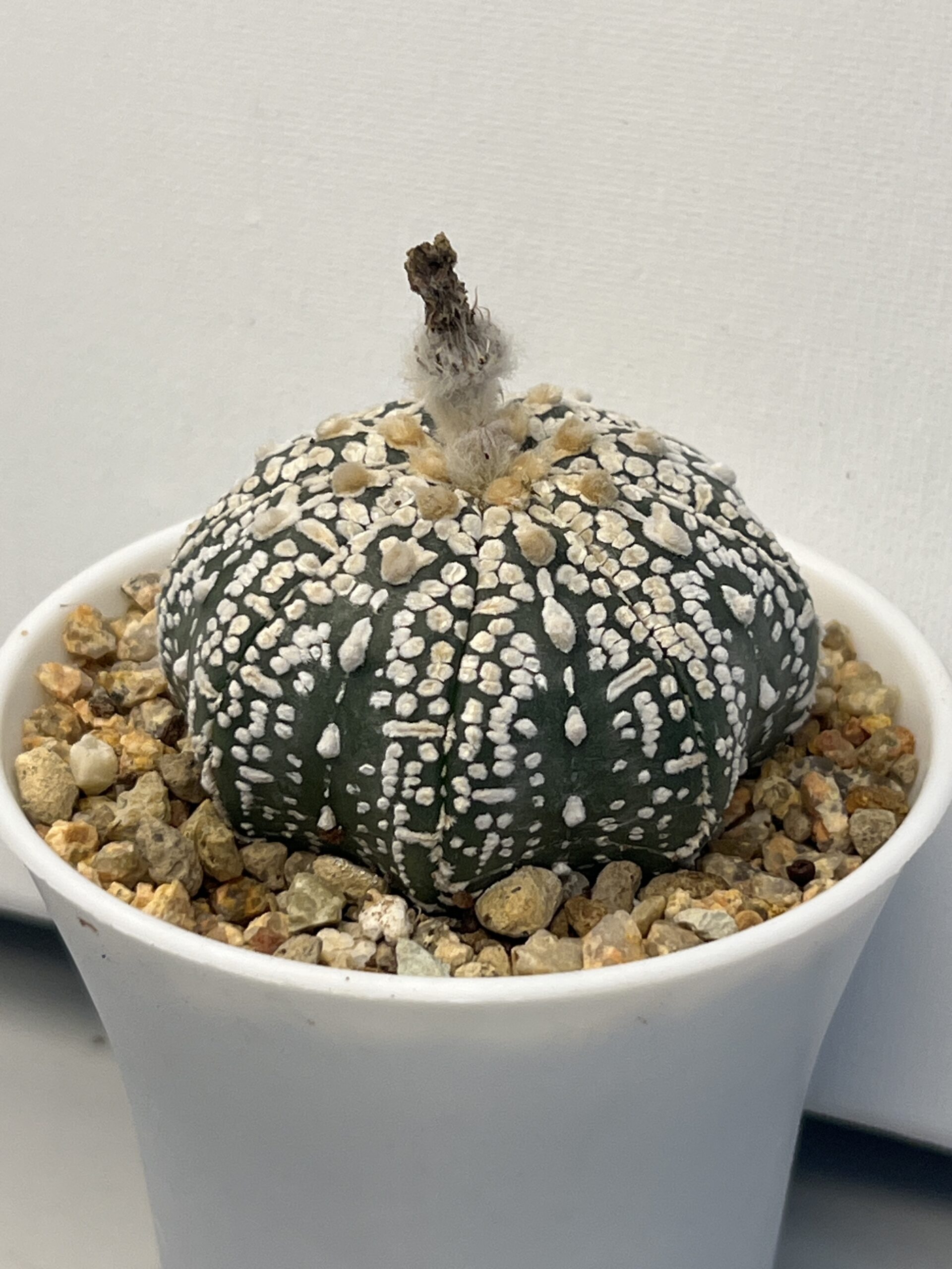 Astrophytum asterias cv. Super Kabuto - Imagen 3