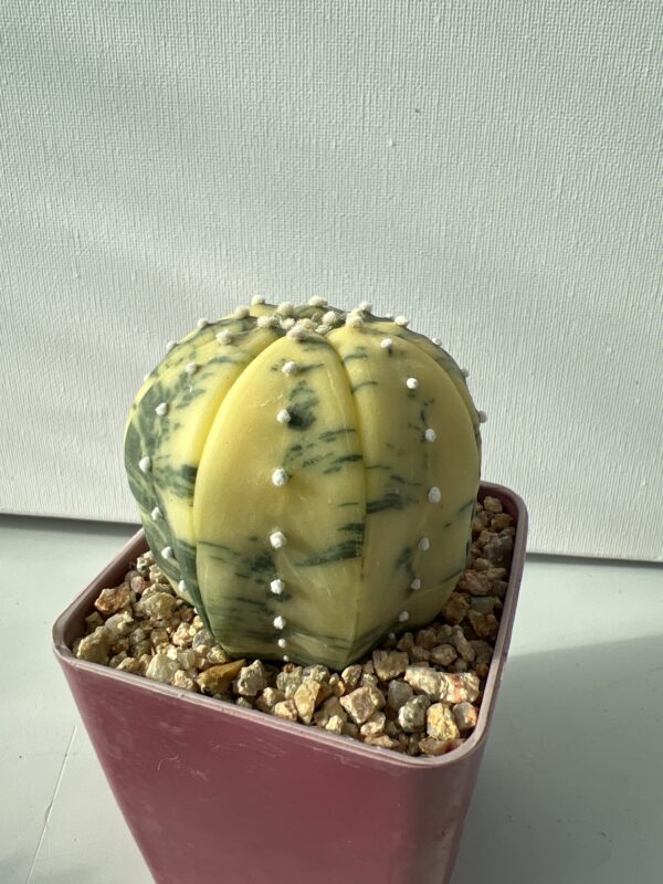 Astrophytum asterias nudum variegata