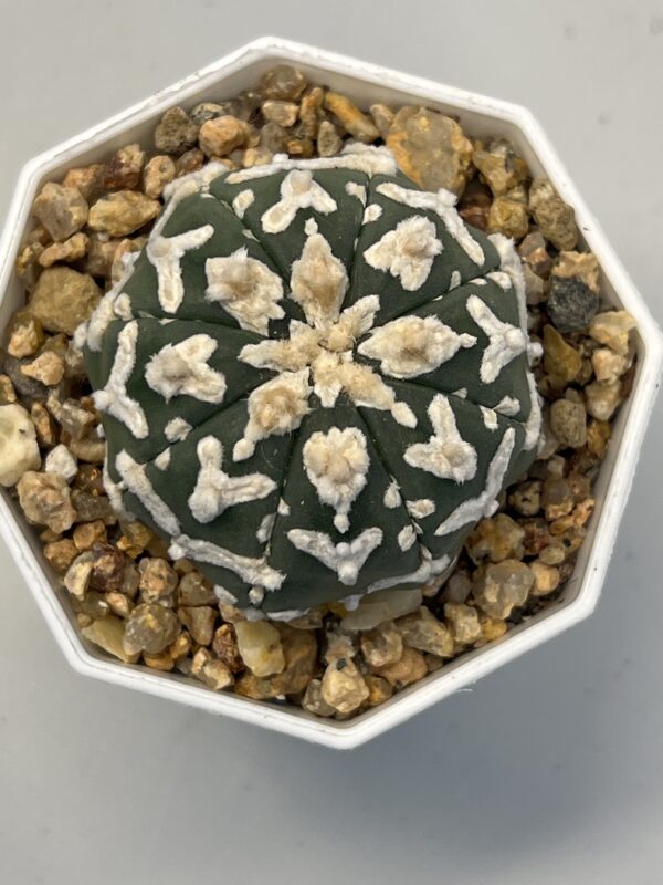 Astrophytum asterias cv. Big V type