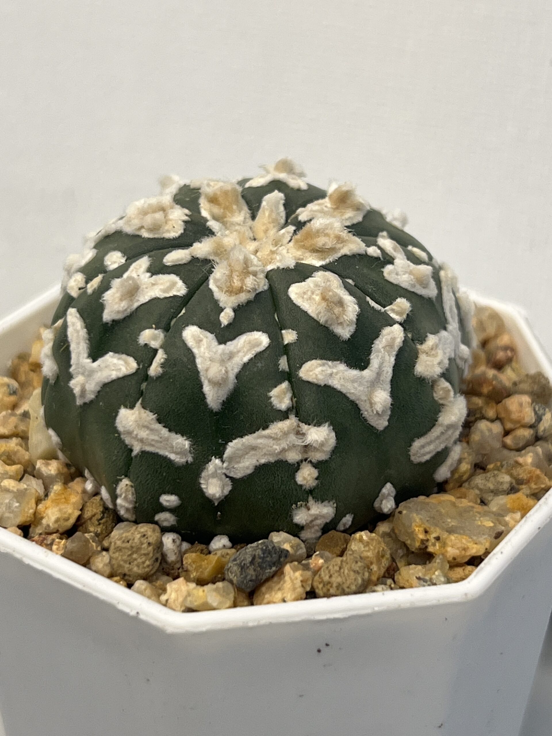 Astrophytum asterias cv. Big V type - Imagen 2