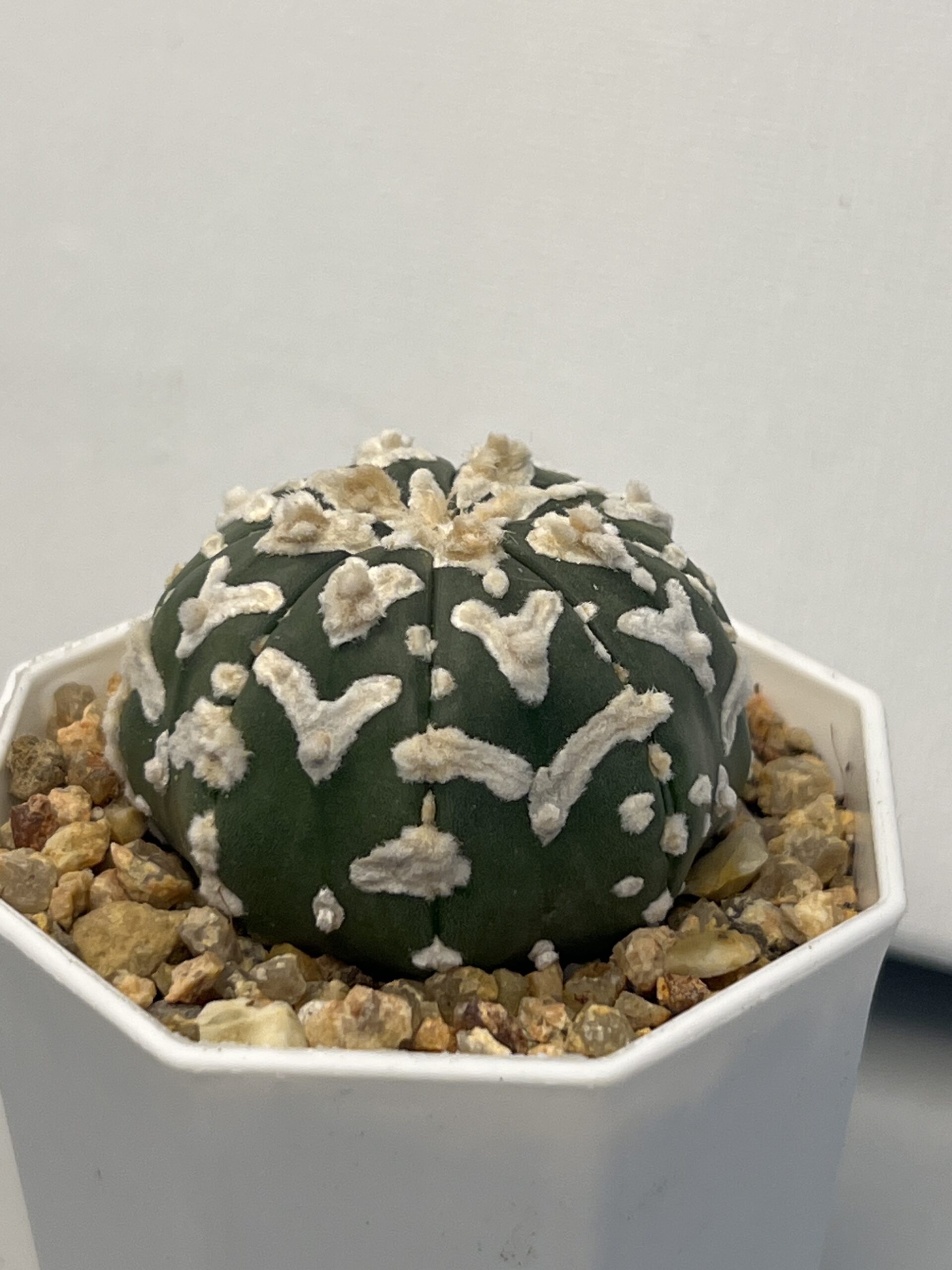 Astrophytum asterias cv. Big V type - Imagen 3
