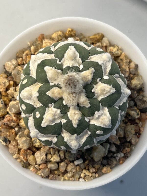 Astrophytum asterias cv. Big V type