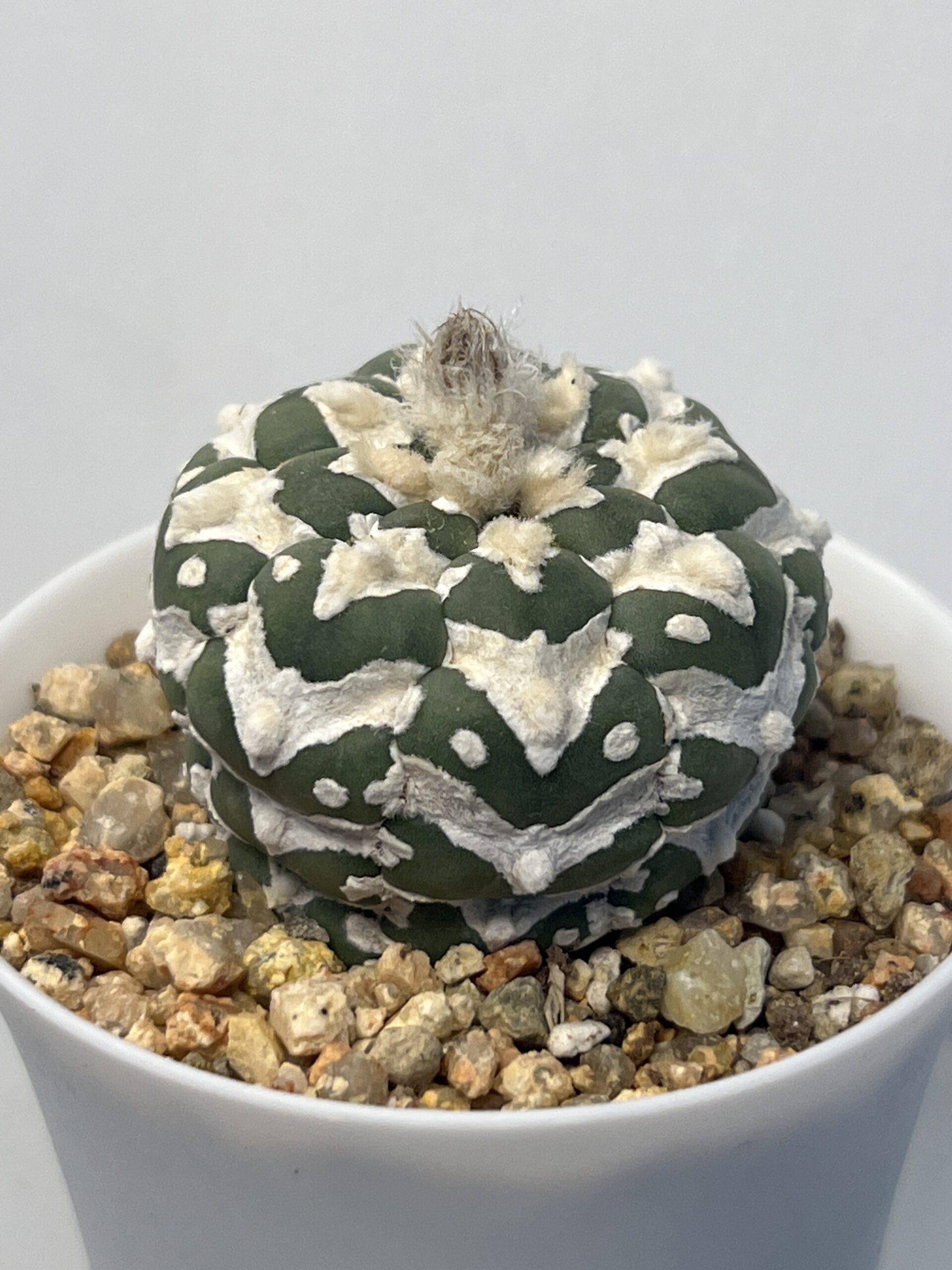 Astrophytum asterias cv. Big V type - Imagen 2