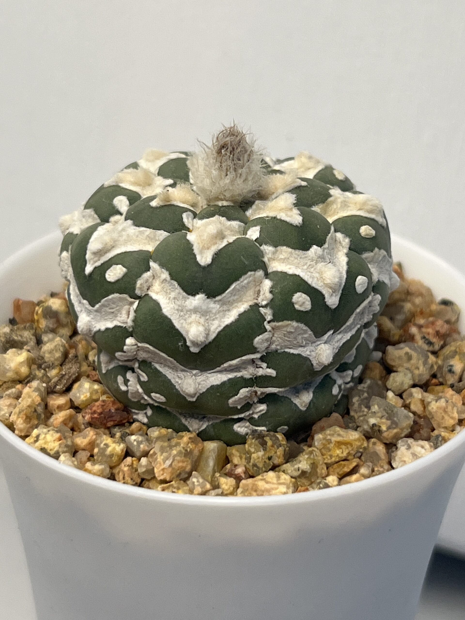 Astrophytum asterias cv. Big V type - Imagen 3