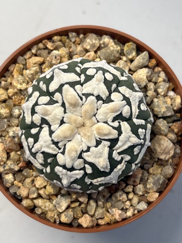 Astrophytum asterias cv. Big V type