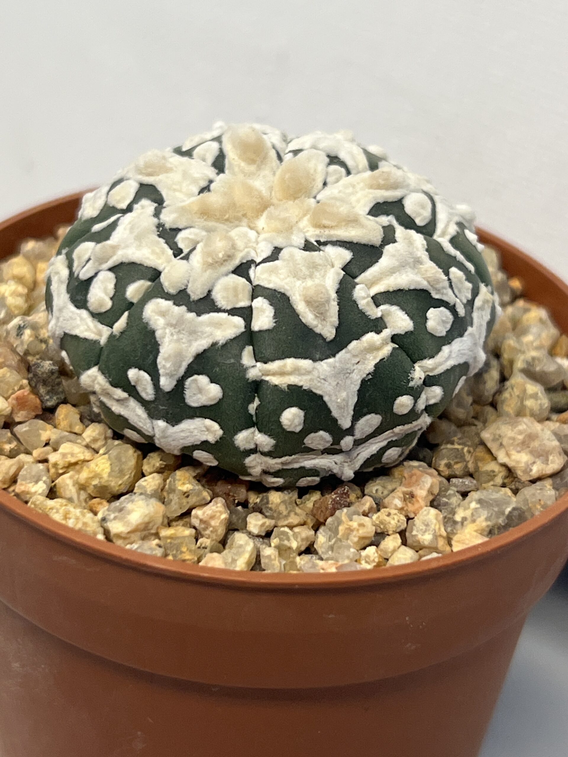 Astrophytum asterias cv. Big V type - Image 2