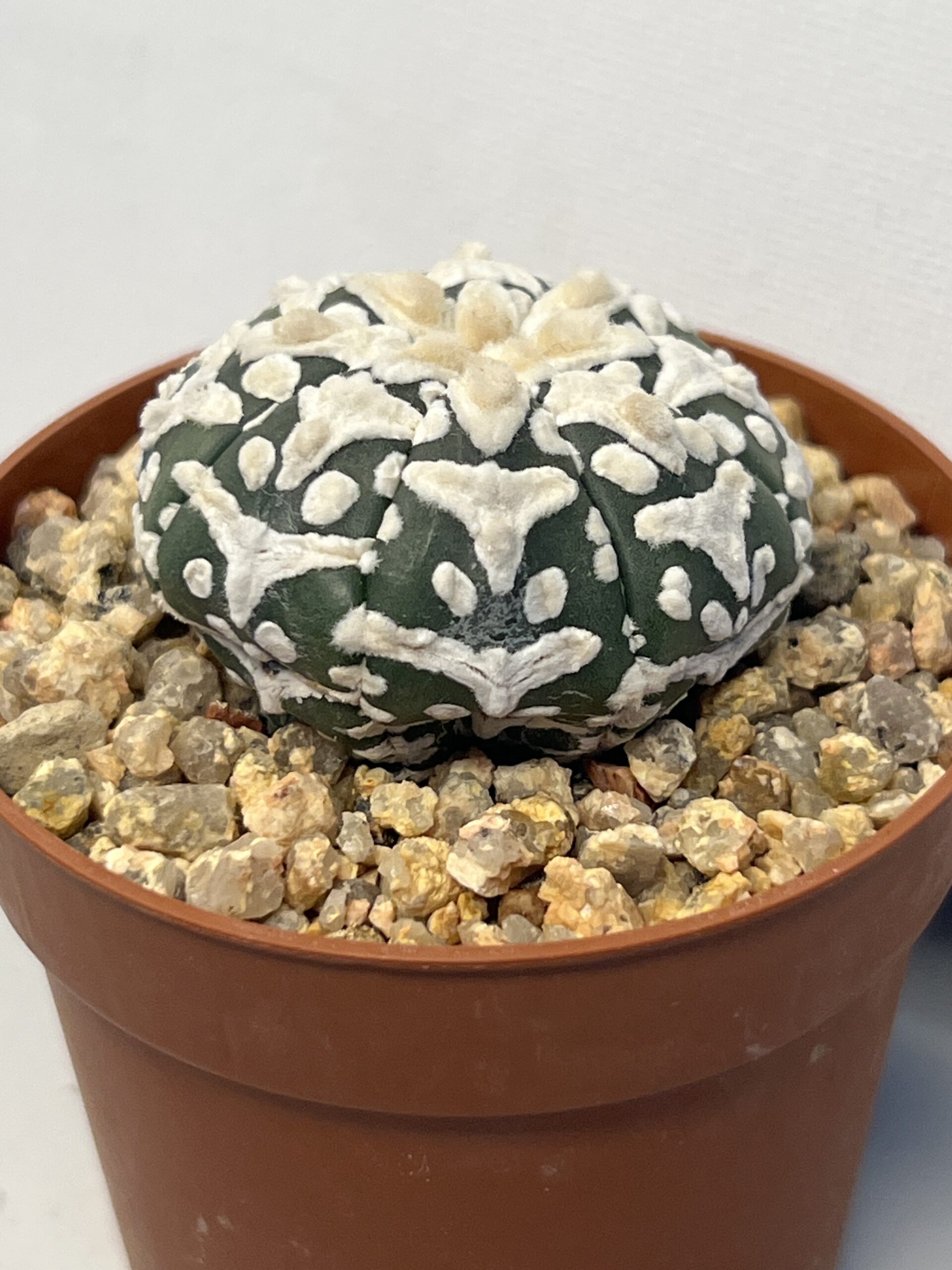 Astrophytum asterias cv. Big V type - Image 3