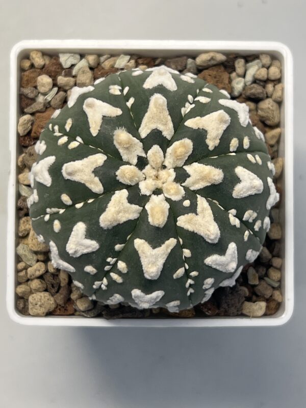 Astrophytum asterias cv. V type
