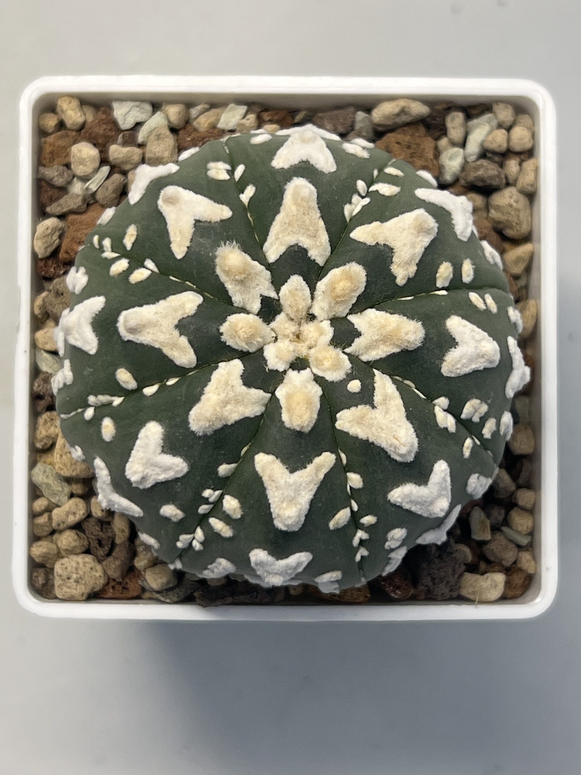 Astrophytum asterias cv. V type