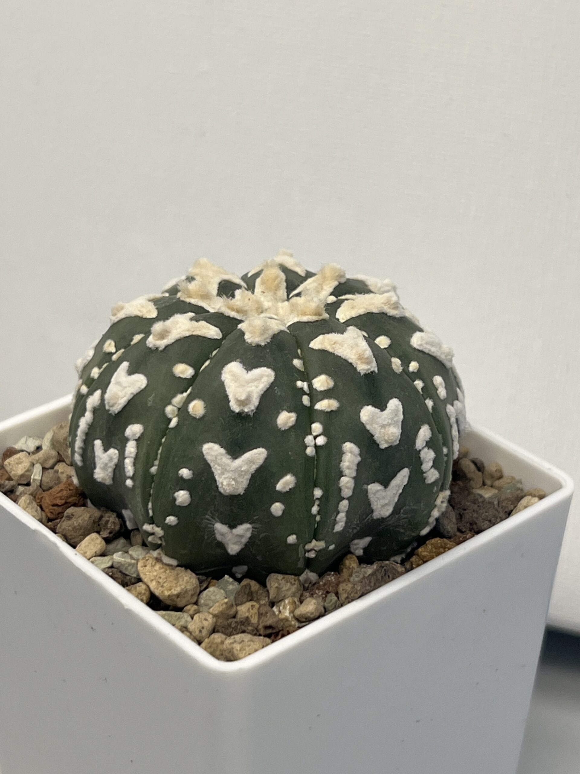 Astrophytum asterias cv. V type - Imagen 2