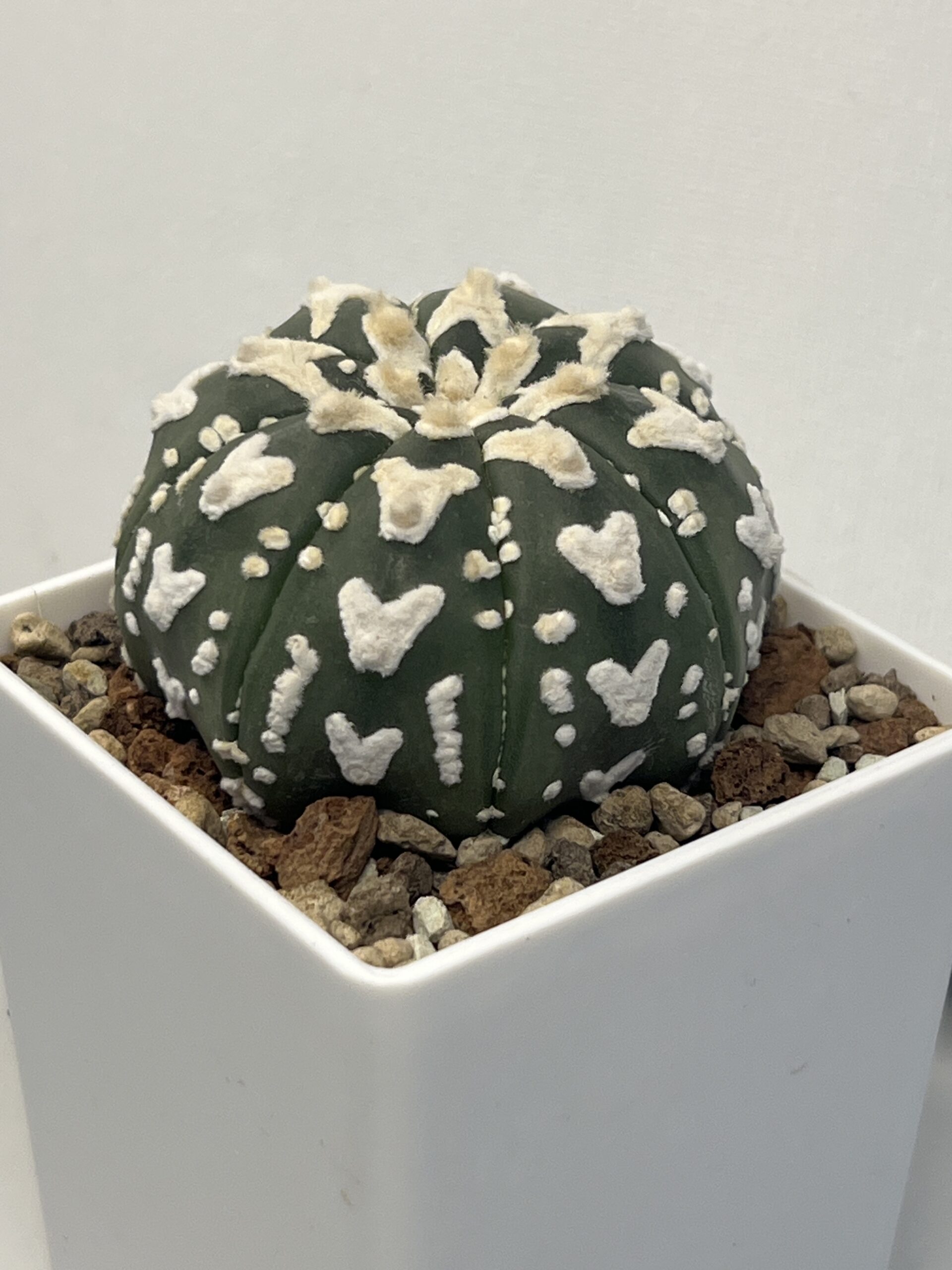 Astrophytum asterias cv. V type - Imagen 3