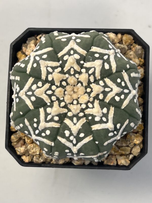Astrophytum asterias cv. Big V type Super Selected