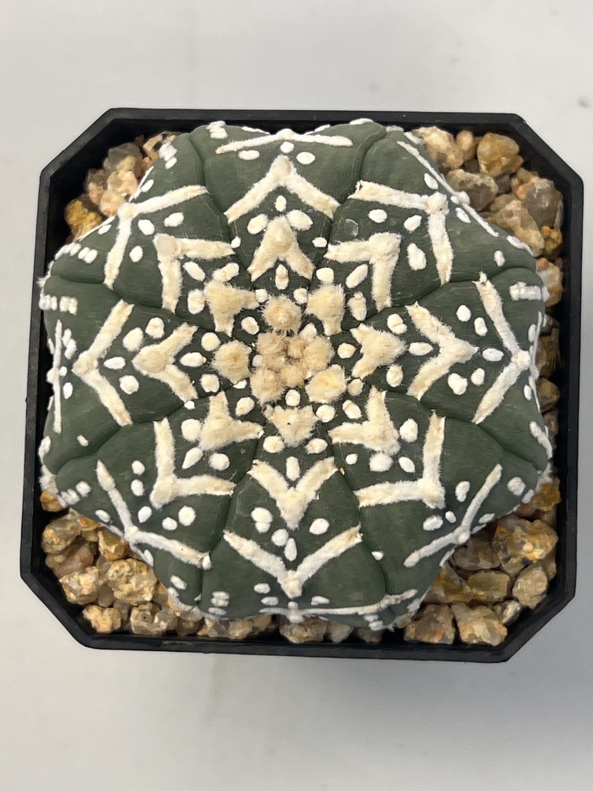 Astrophytum asterias cv. Big V type Super Selected