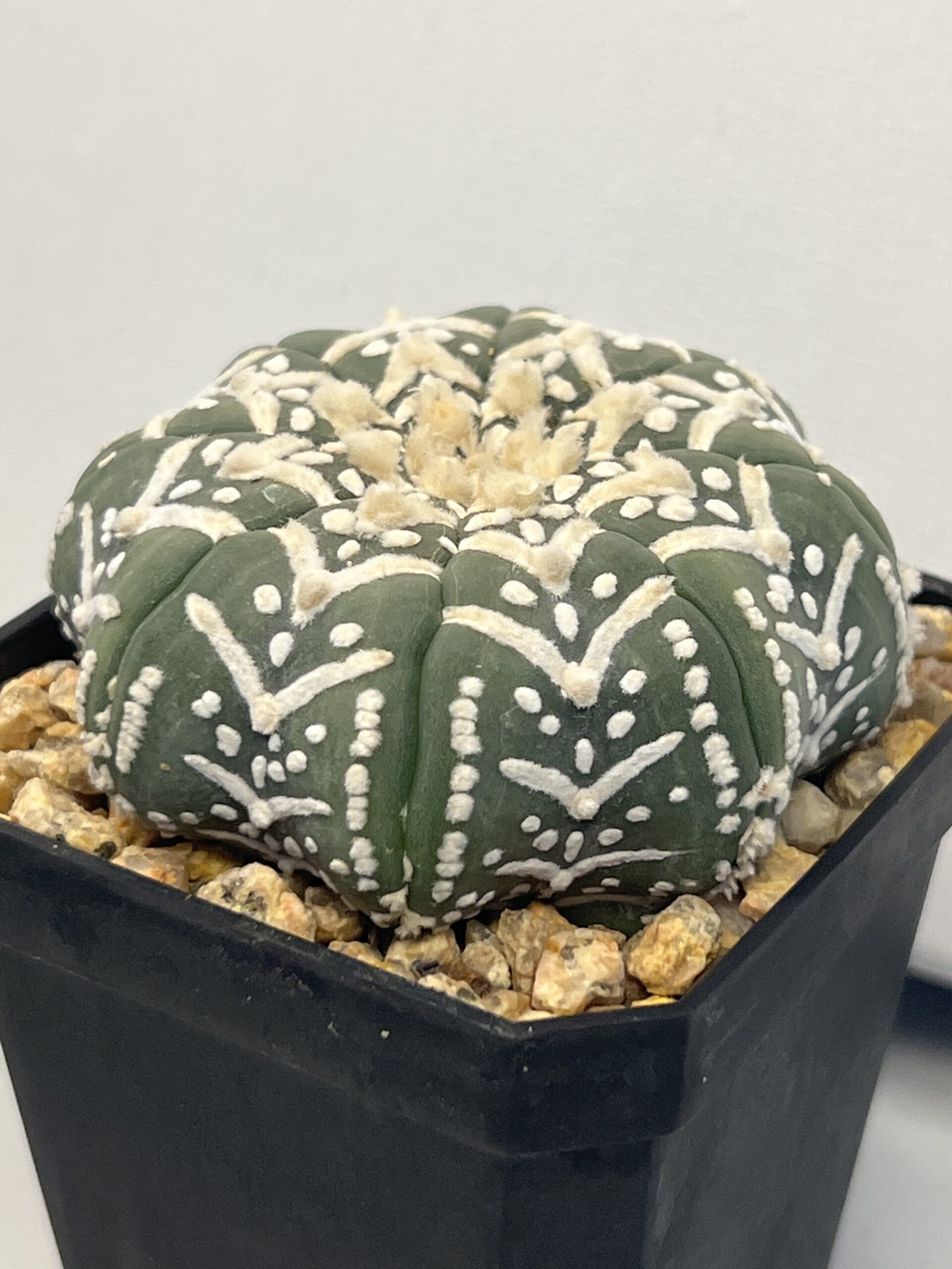 Astrophytum asterias cv. Big V type Super Selected - Imagen 2
