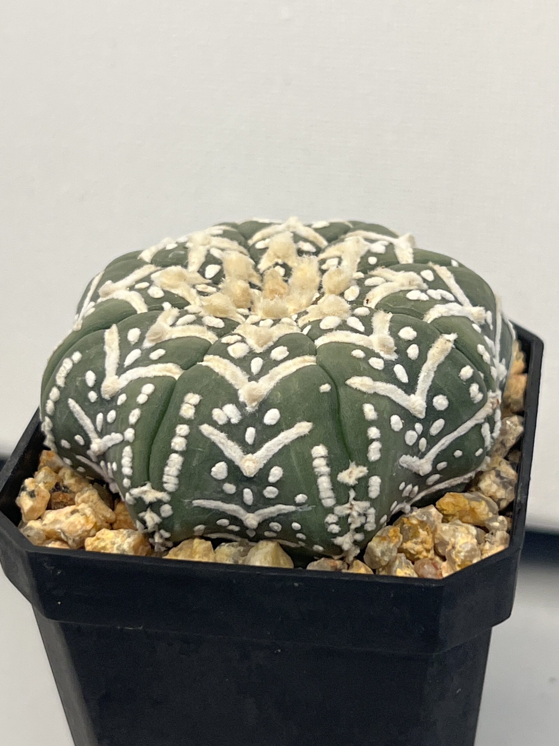 Astrophytum asterias cv. Big V type Super Selected - Imagen 3