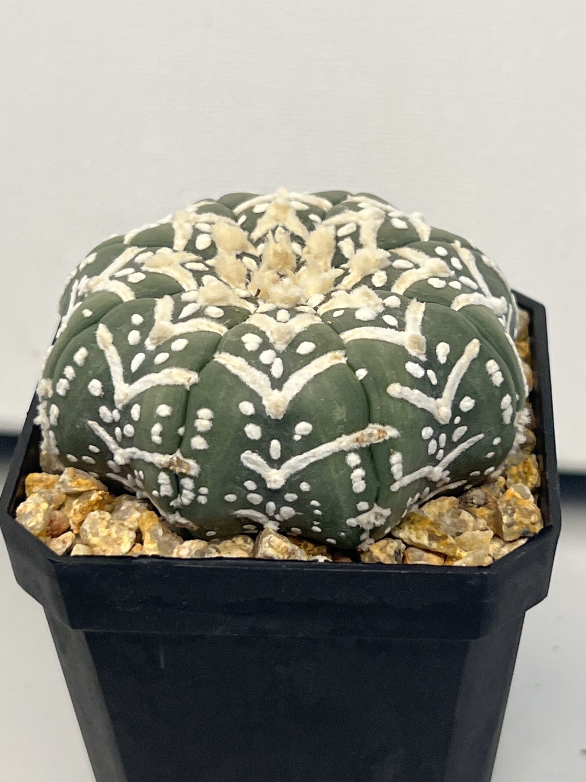 Astrophytum asterias cv. Big V type Super Selected - Imagen 4