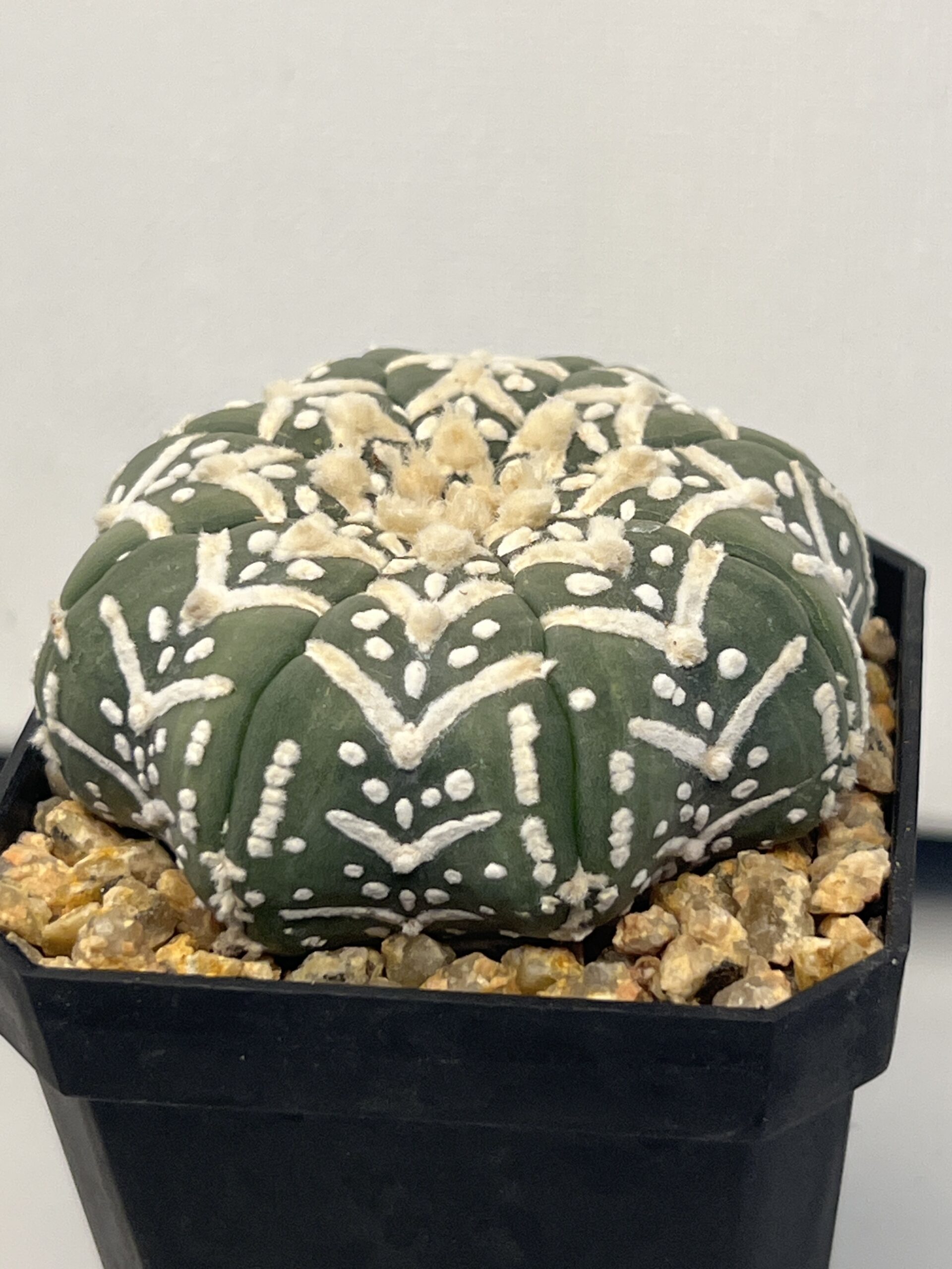 Astrophytum asterias cv. Big V type Super Selected - Imagen 5